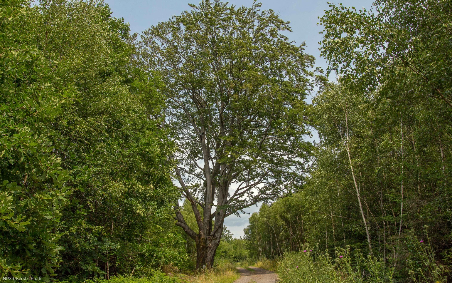 Deutlich höher ist die Rotbuche im Vergleich zu dem übrigen Wald.