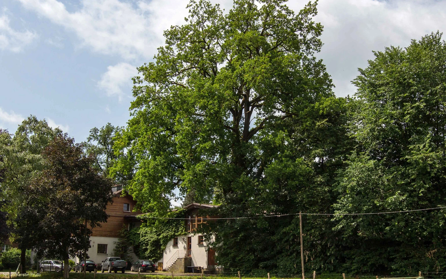 Mit 34 m einer der höchsten unserer Generationenbäume.