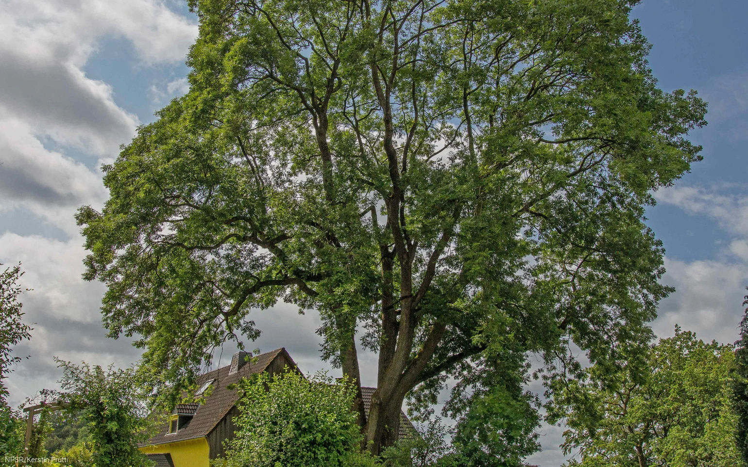 "Unsere" Esche in Büchen - ein beeindruckendes Naturdenkmal.