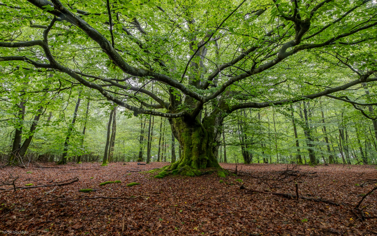 Buche bei Schönau, Wenden