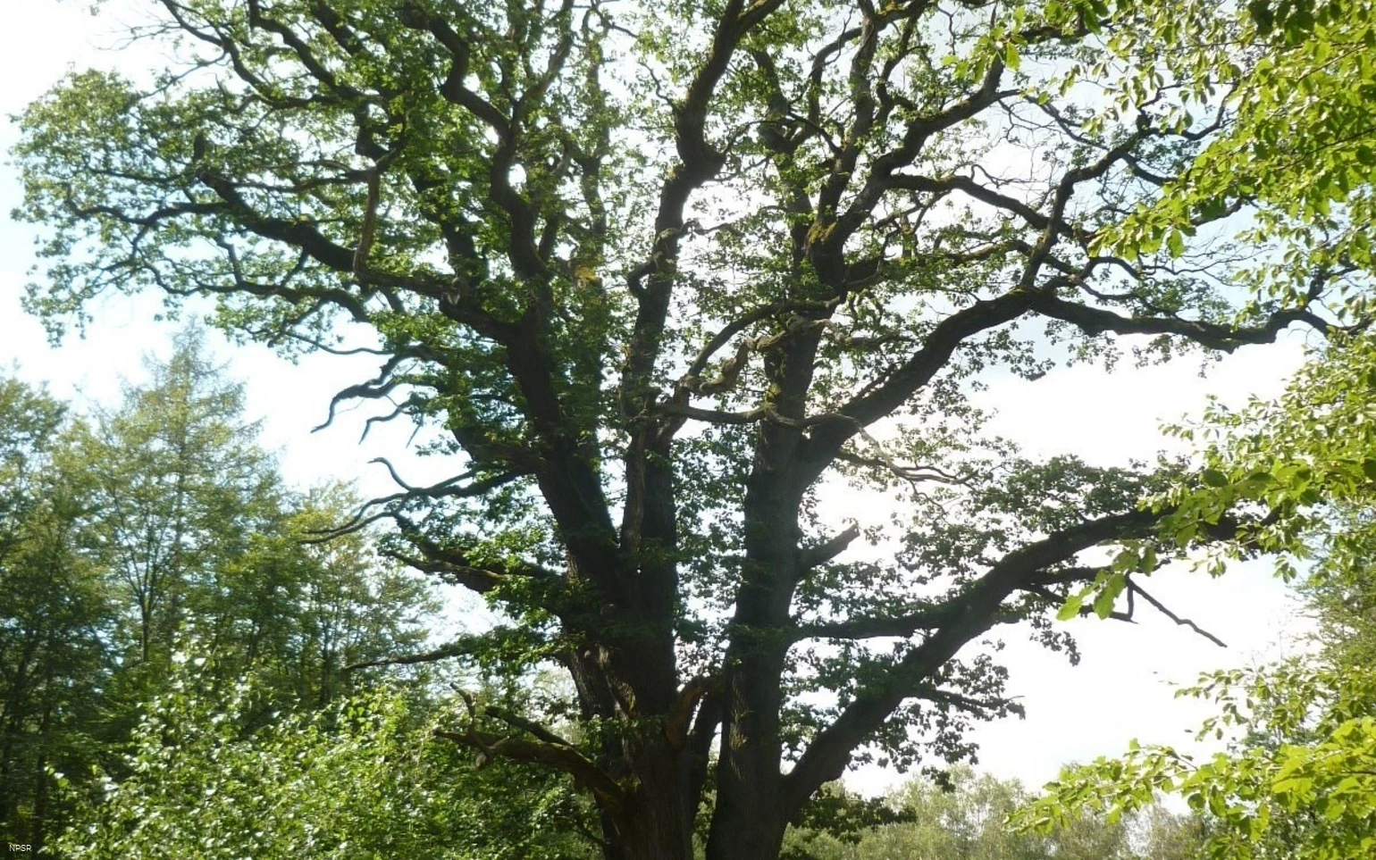 Eiche in Menden im NSG Luerwald