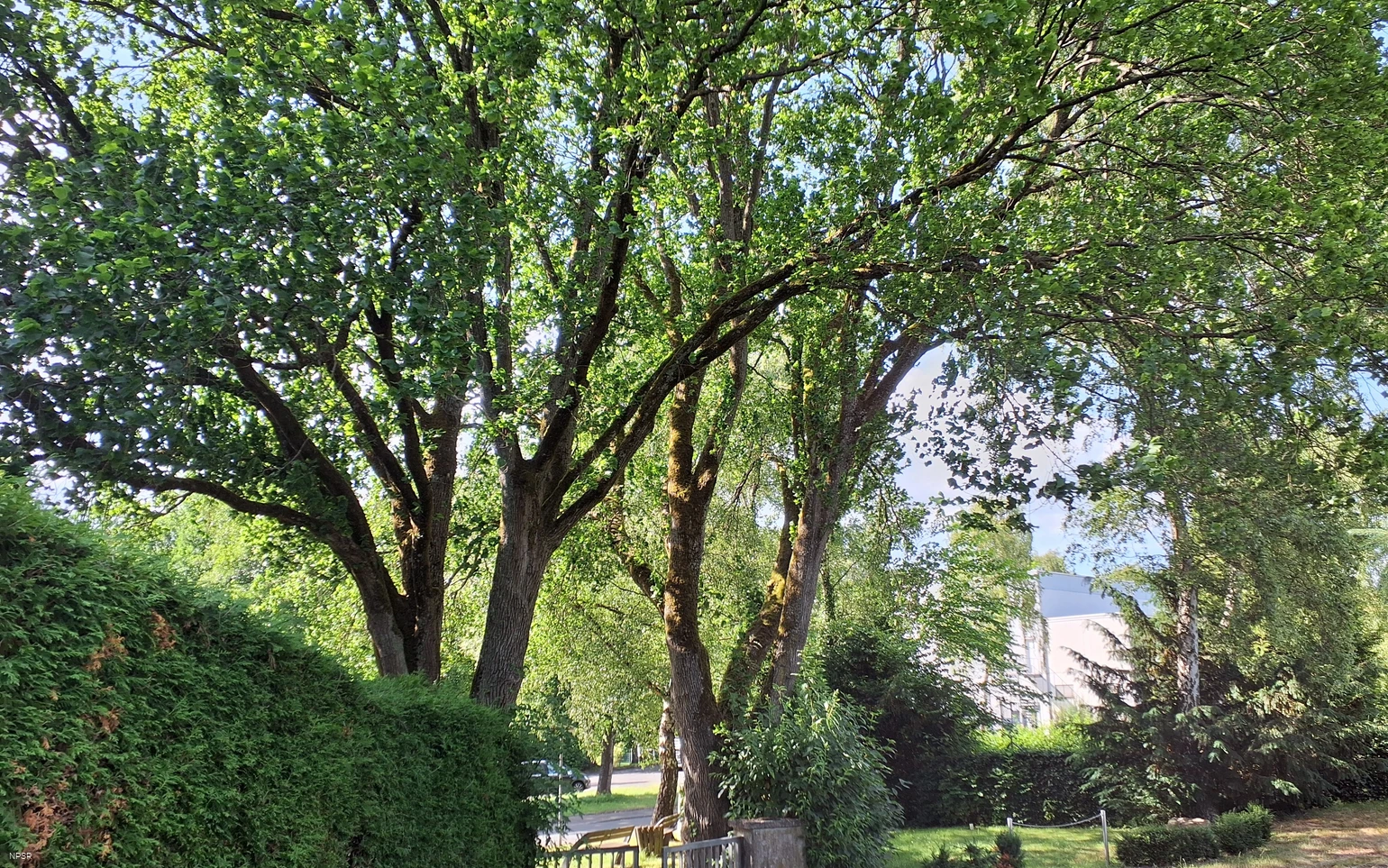 Berg-Ulme in Sundern-Hachen