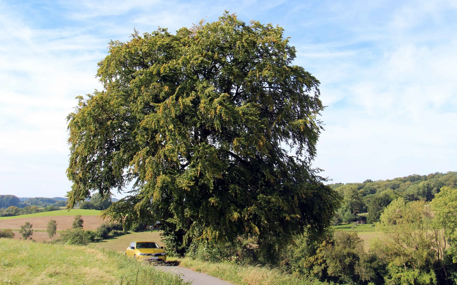 Rotbuche in Menden