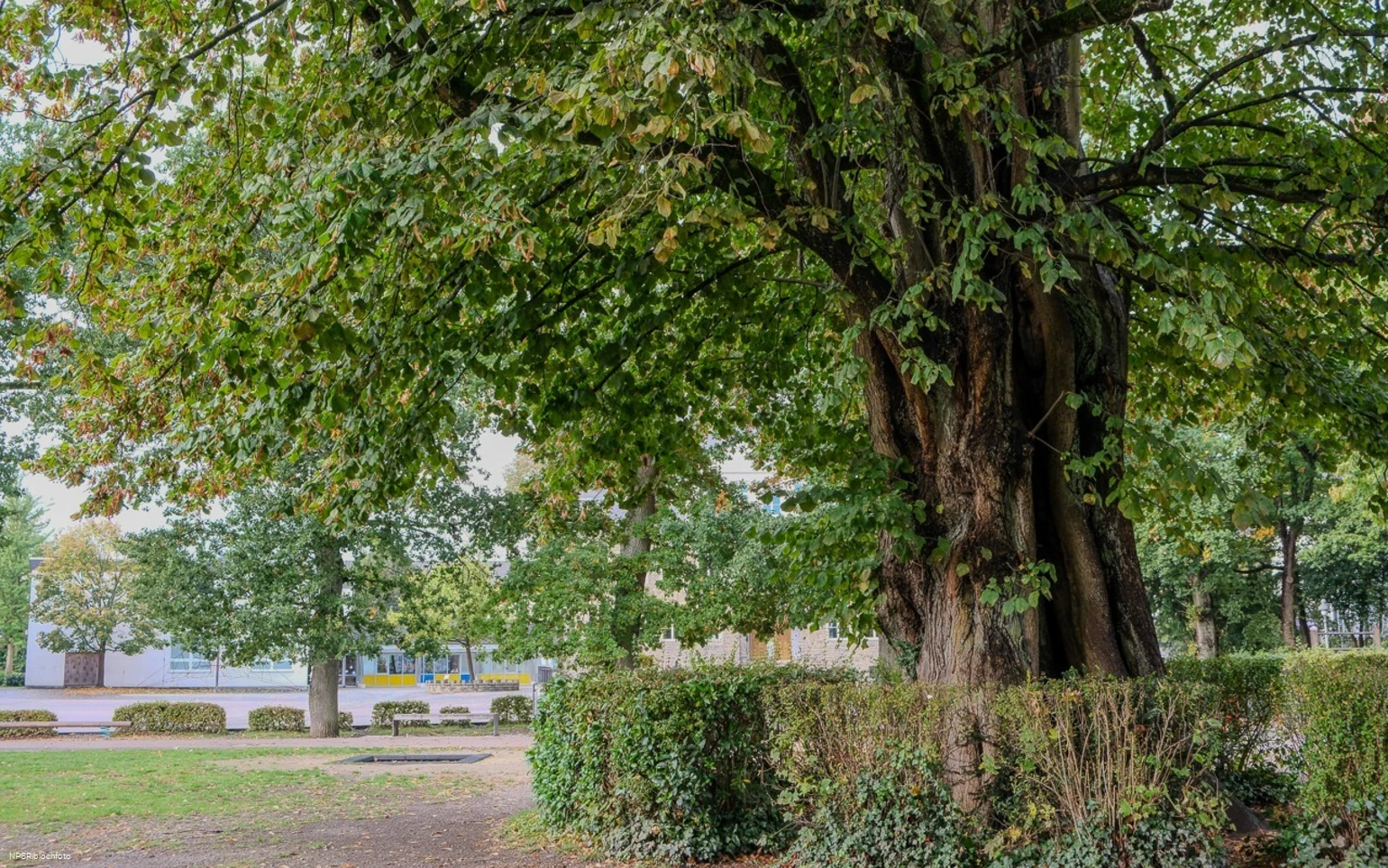 Sommer-Linde in Neuenrade
