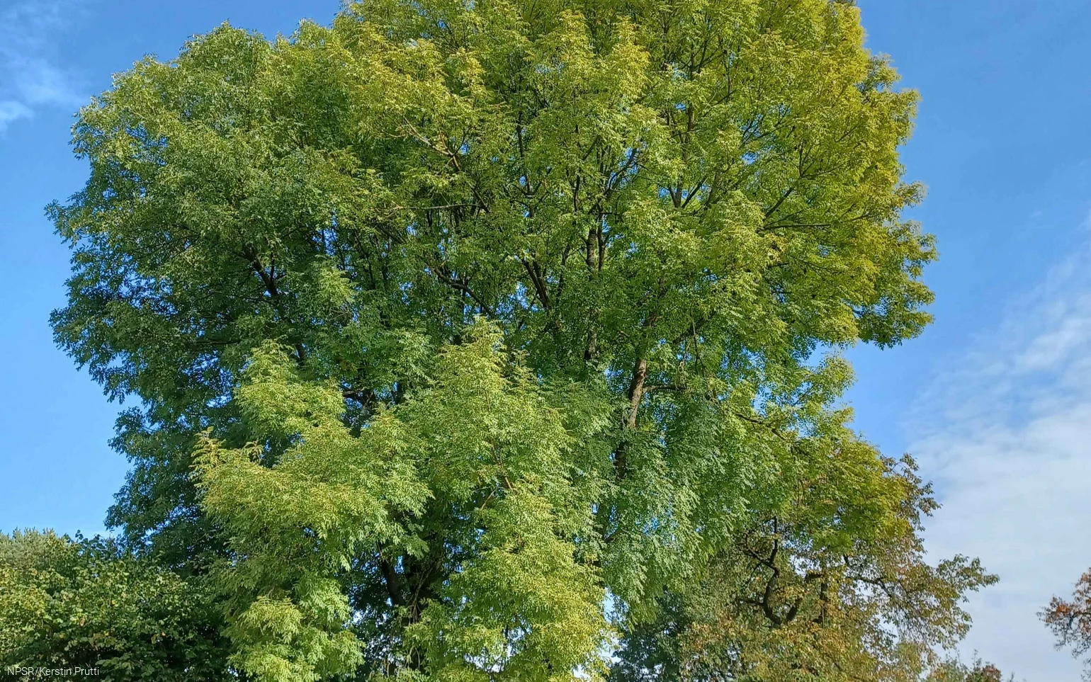 Bisher hat der Baum leider keine Samen getragen.