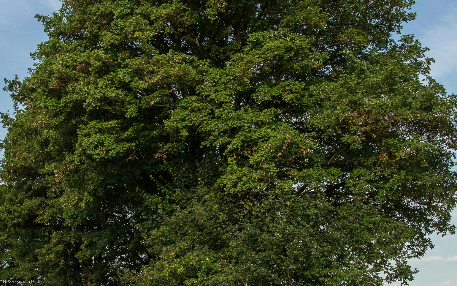 Feldahon in Attendorn-Ennest