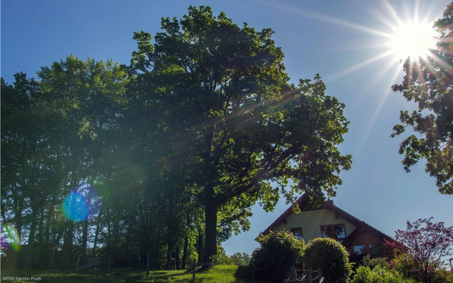 Ein schattiges Plätzchen unter der Eiche - was gibt es Schöneres?
