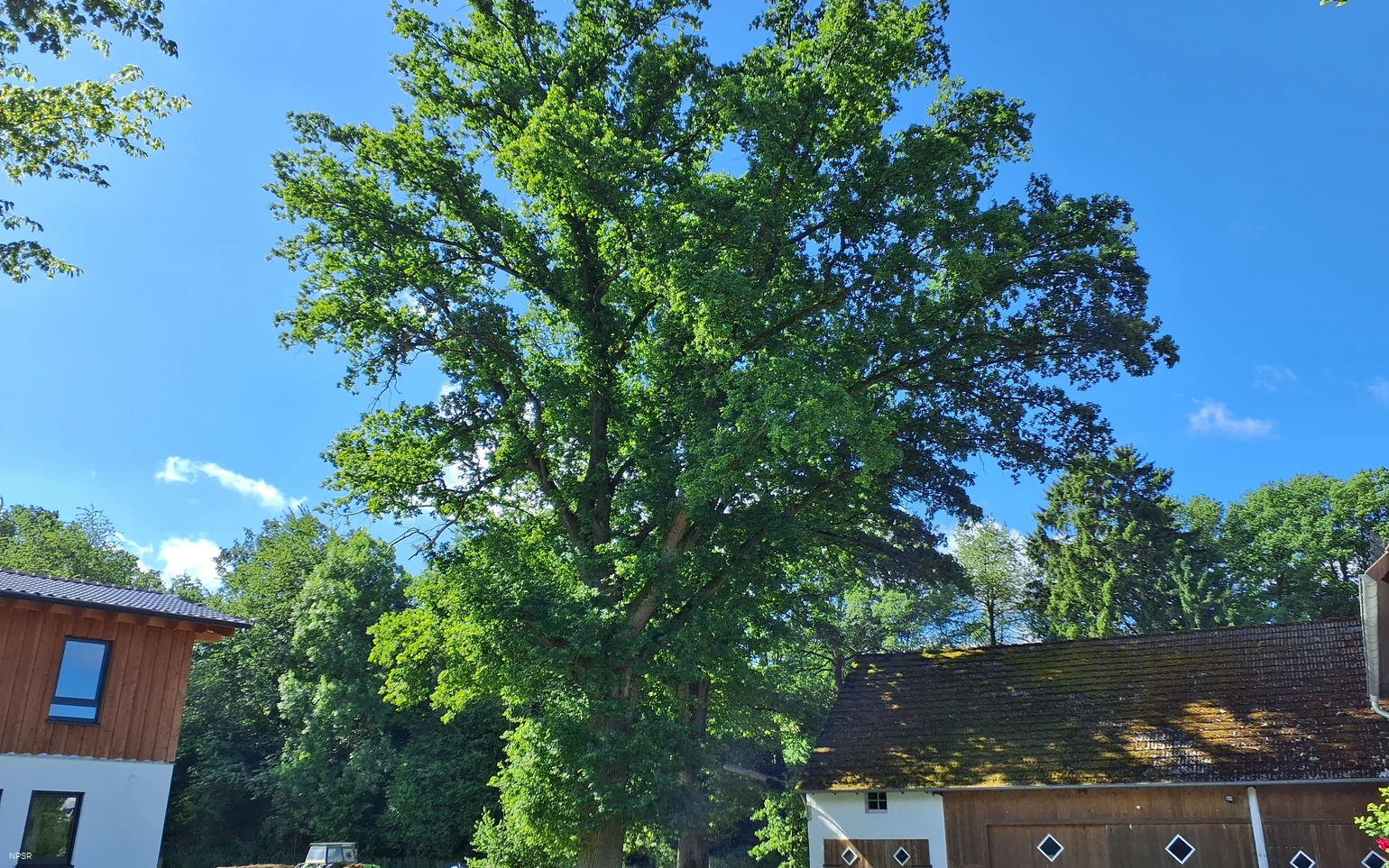 Stieleiche in Sundern-Recklinghausen