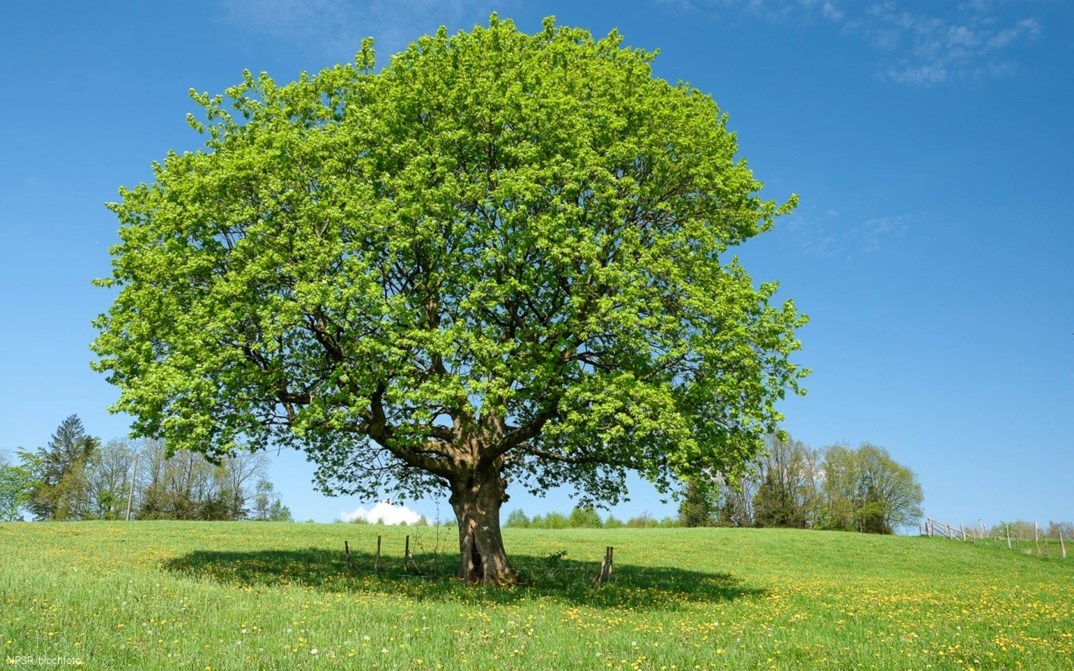 Ahorn bei Schlade, Drolshagen