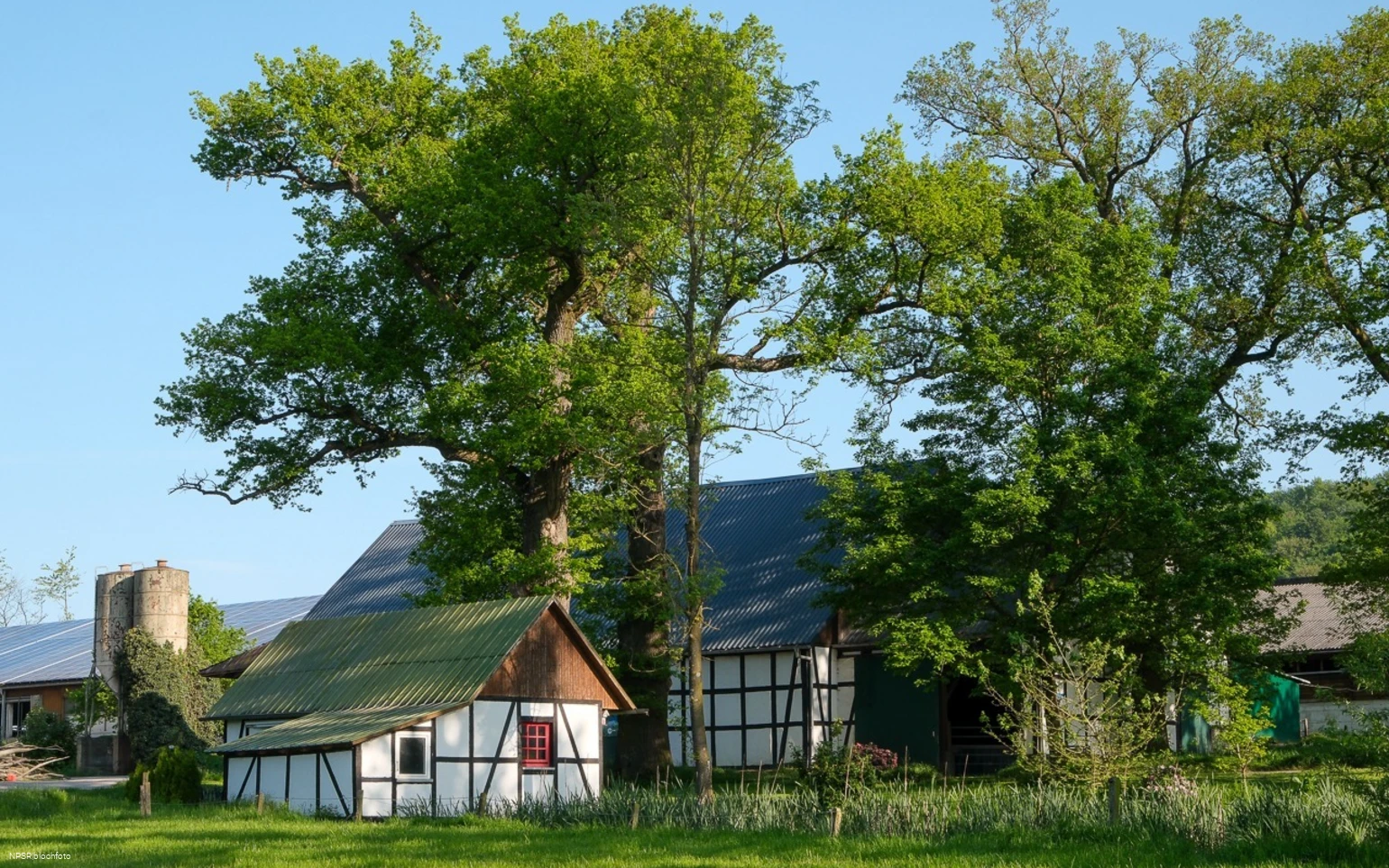 Eiche in Meschede-Vellinghausen