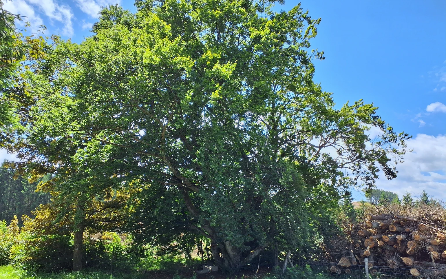 Rotbuche in Winterberg-Hesborn