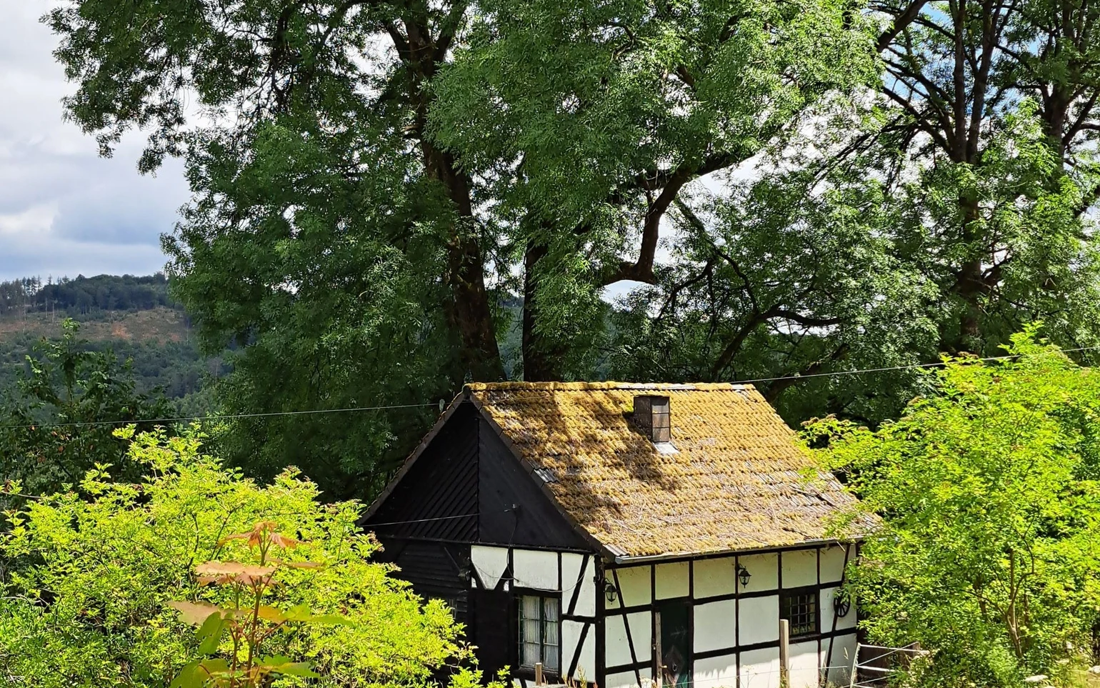 Esche in Hemer