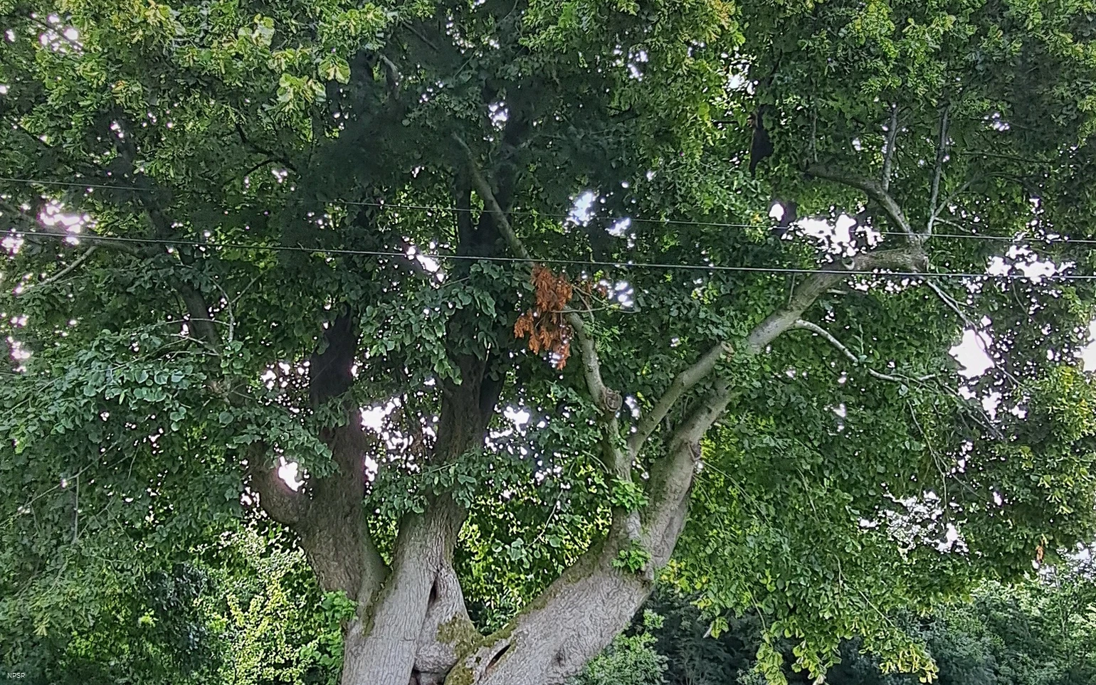 Linden in Meinerzhagen-Eick