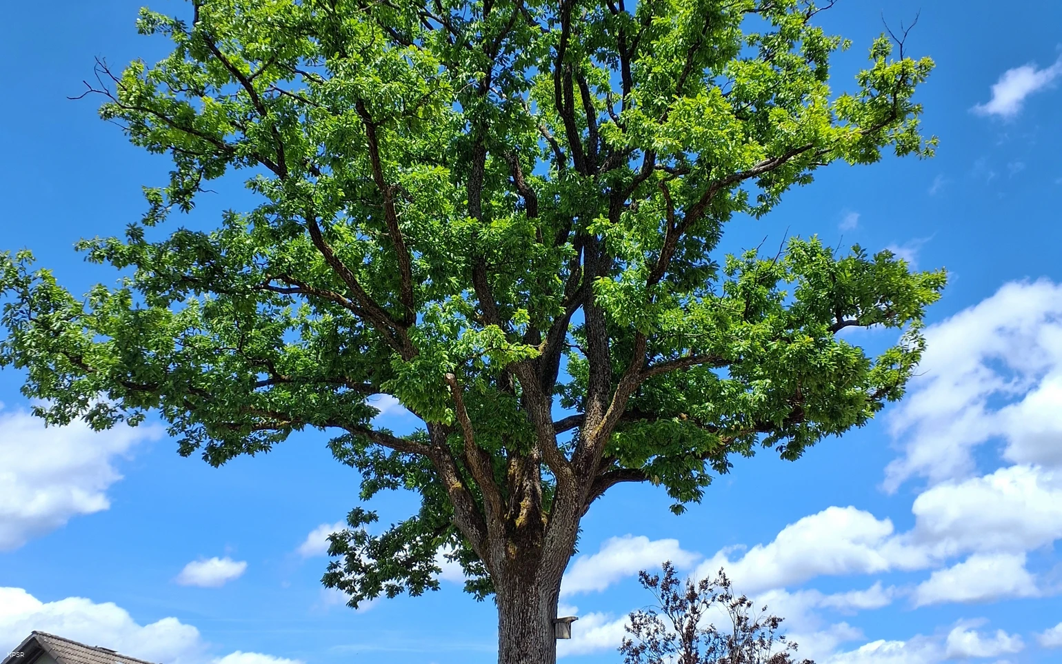 Traubeneiche in Hallenberg