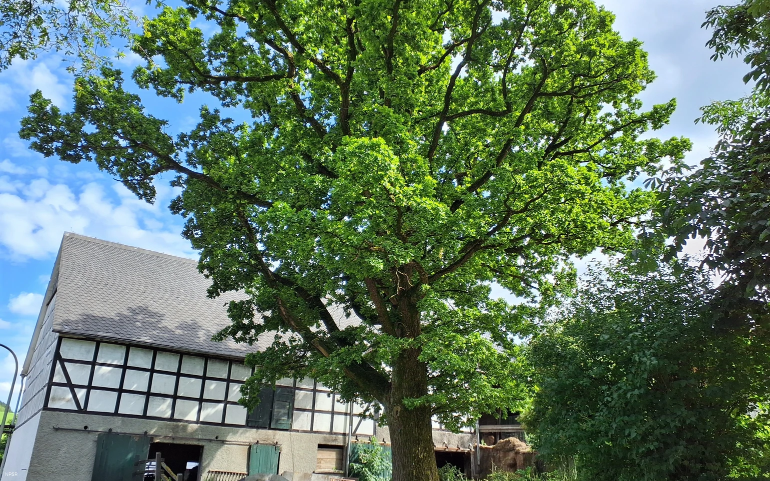 Eiche, Schmallenberg-Oberhenneborn