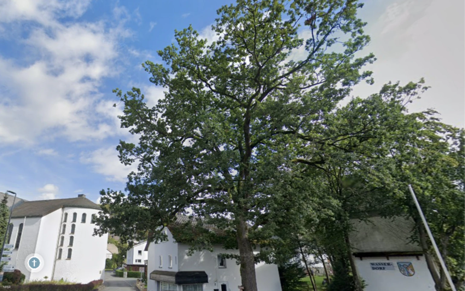 Eiche in Winterberg-Niedersfeld