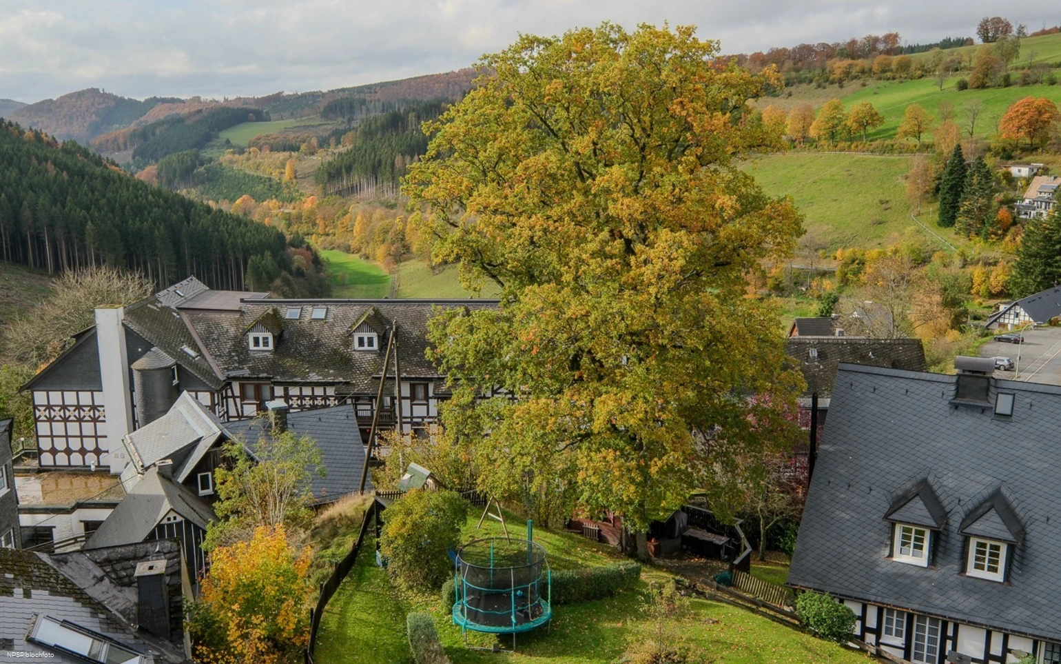 Stieleiche, Schmallenberg-Nordenau