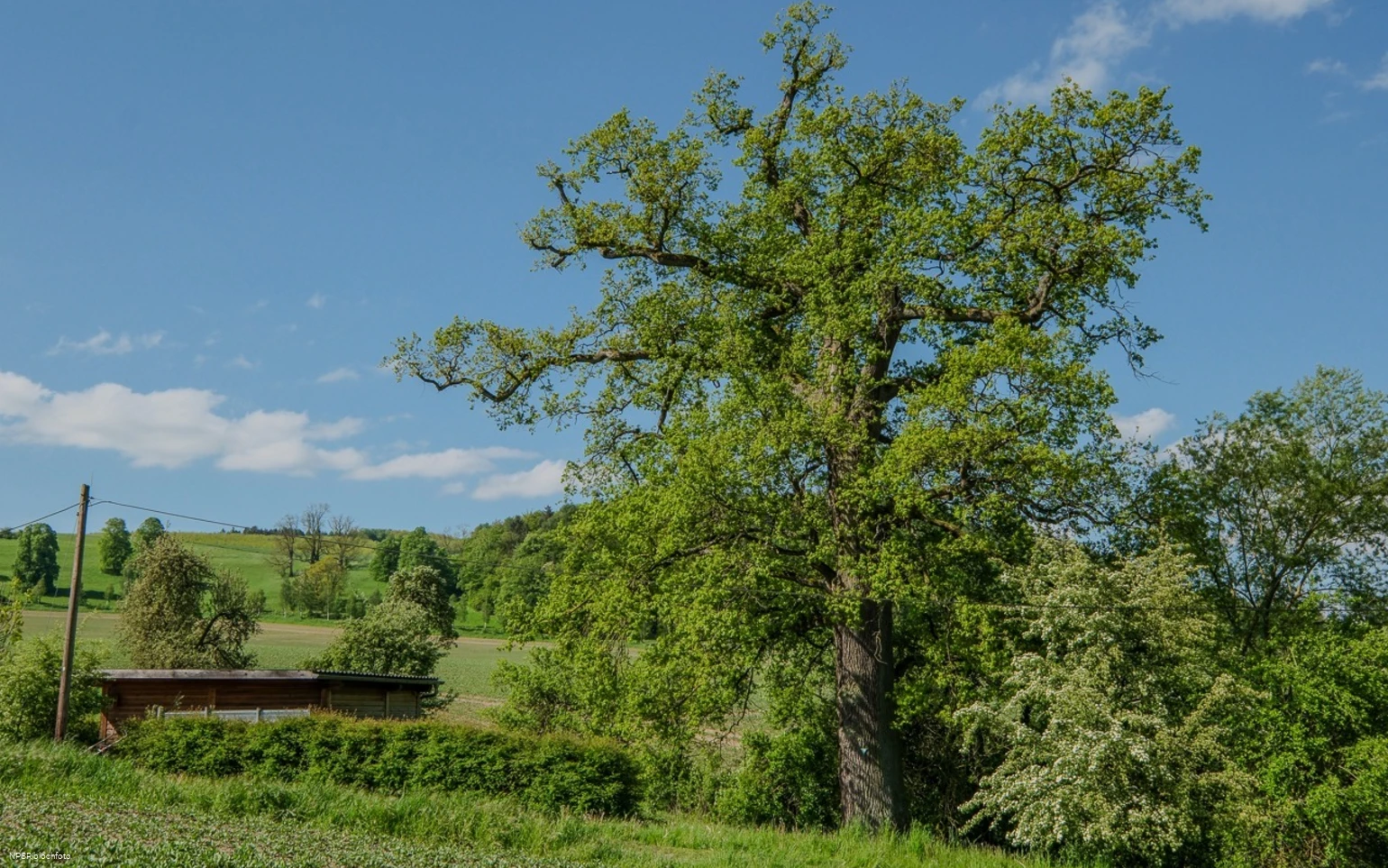 Stieleiche in Meschede-Laer