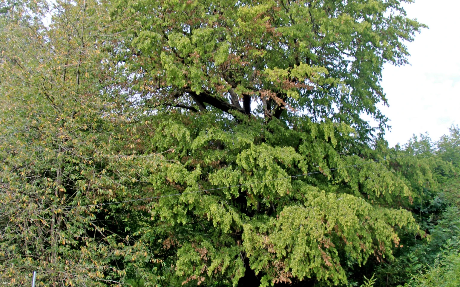 Gemeine Hainbuche in Lüdenscheid