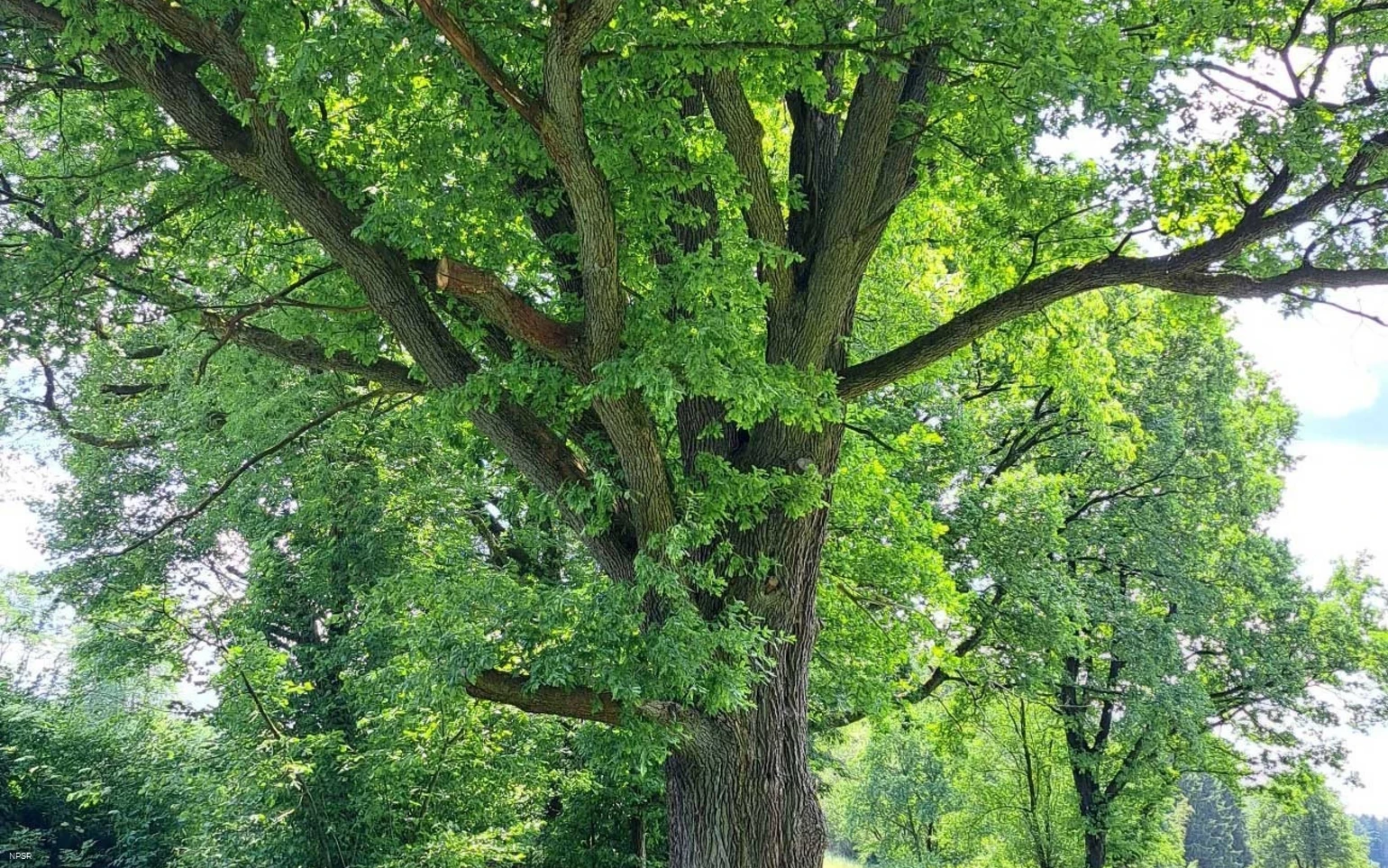 Eiche in Halver