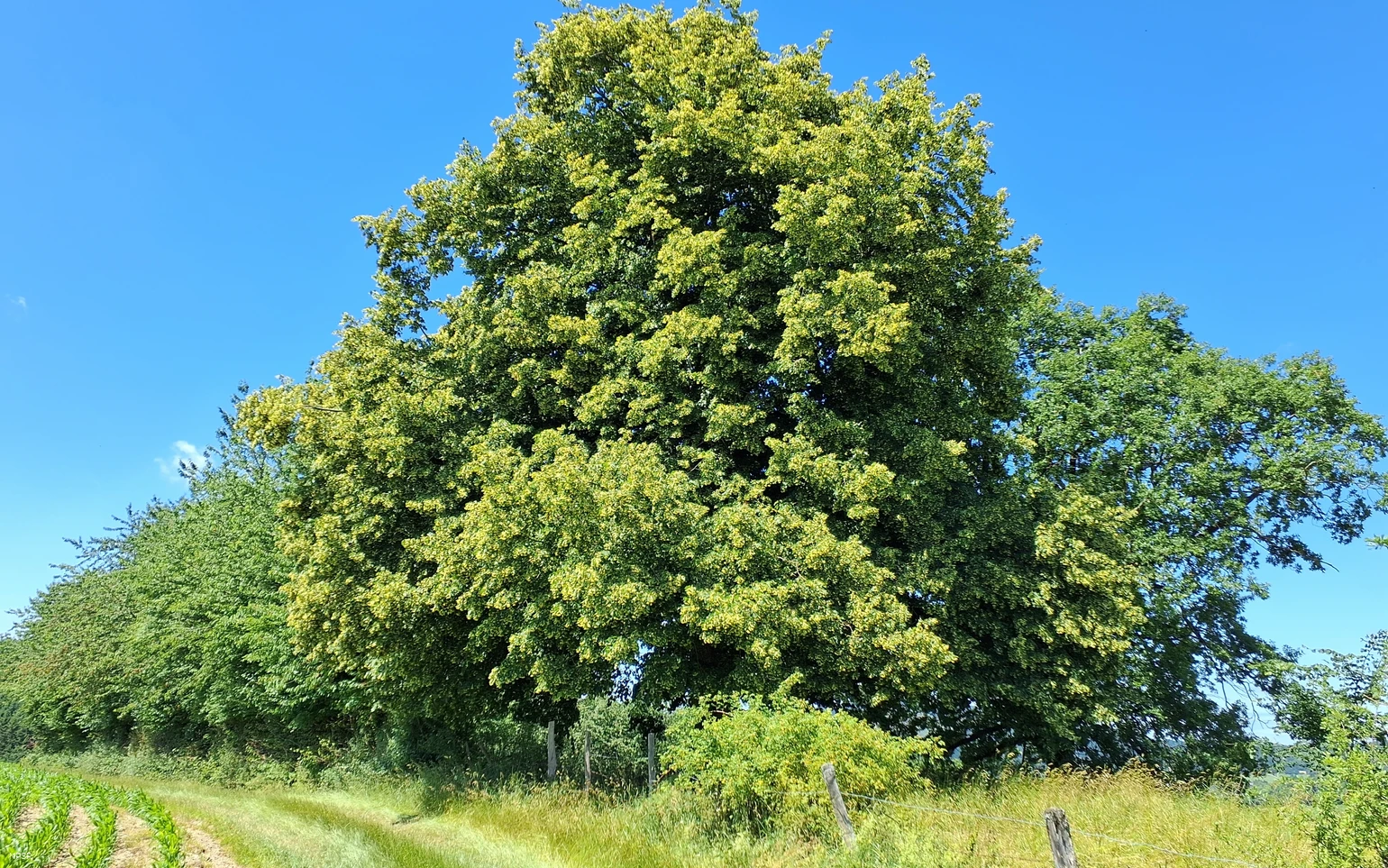 Winterlinde Schmallenberg-Grafschaft