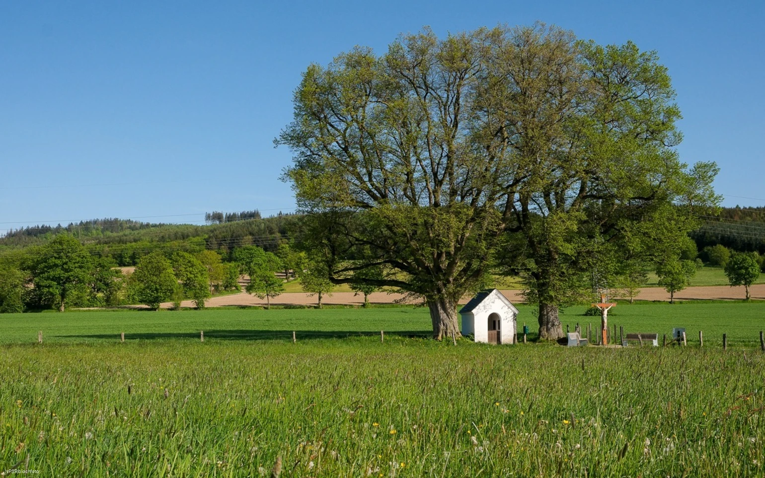 Linde Schmallenberg-Fleckenberg