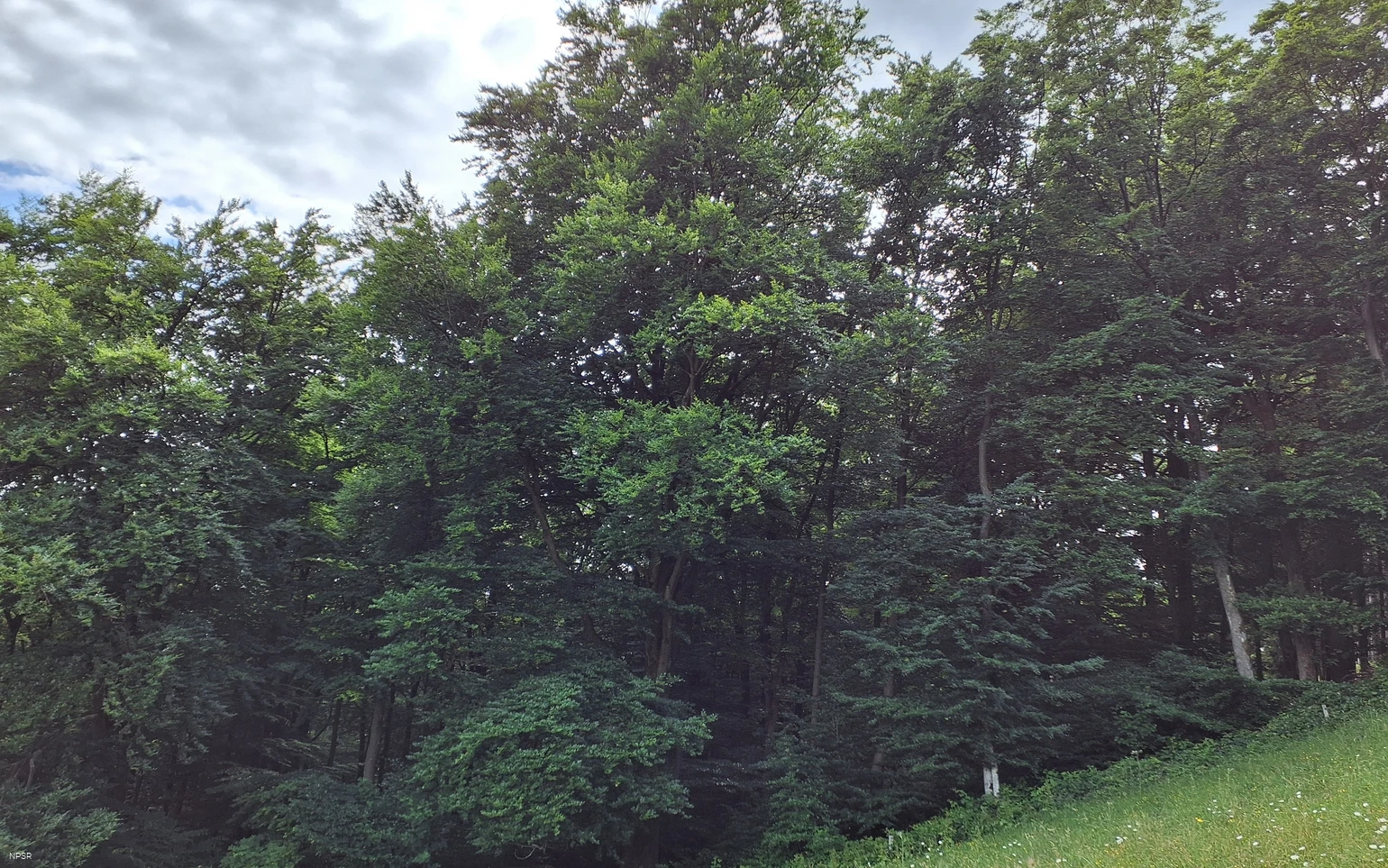 Rotbuche Schmallenberg-Mönekind