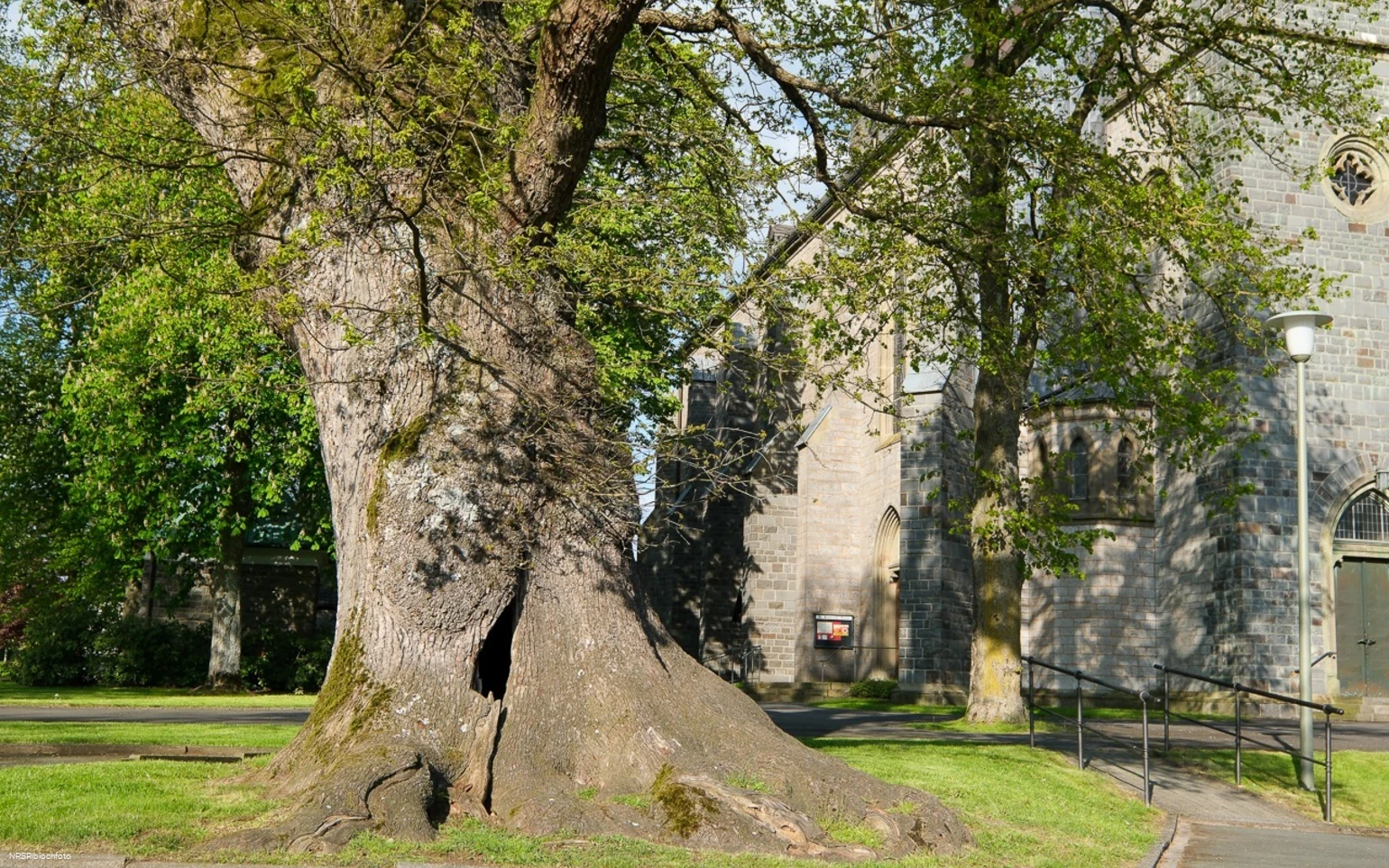 Stieleiche in Eslohe-Reiste