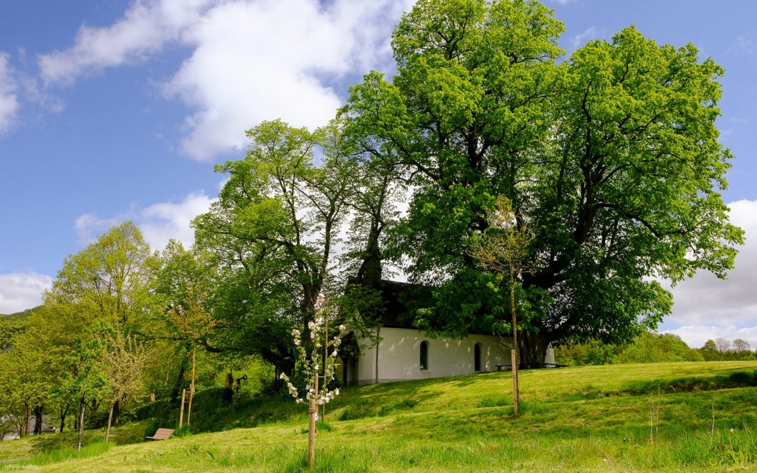 Winterlinde in Eslohe-Wenholthausen, Eibelkapelle