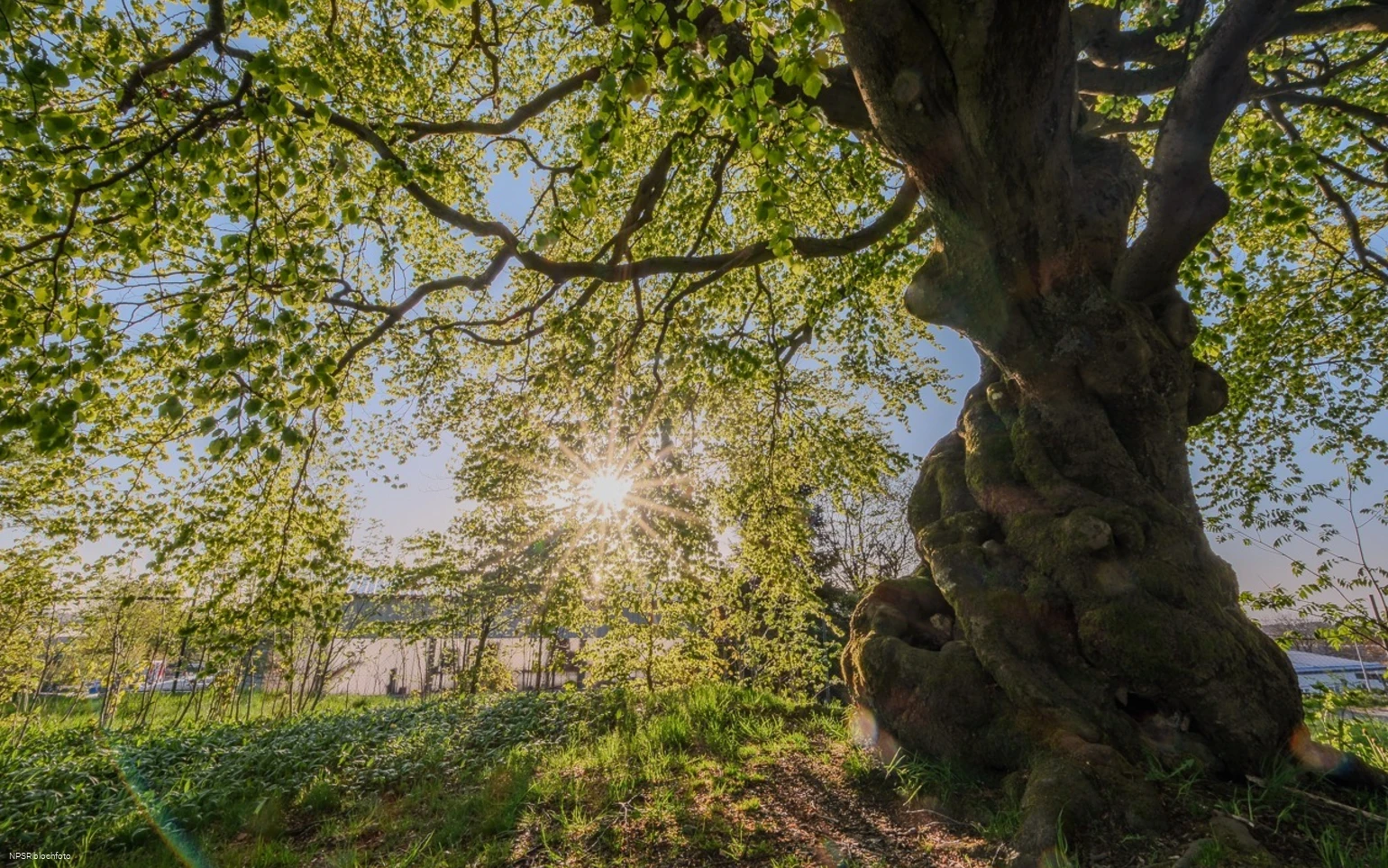 Rotbuche in Winterberg