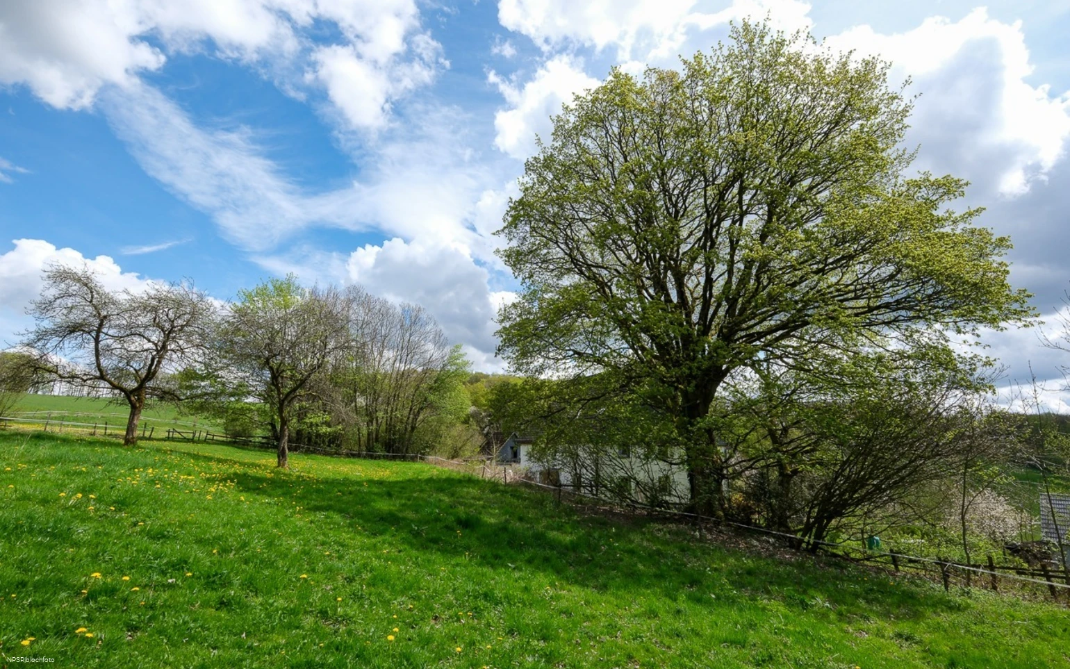 Berg-Ahorn in Herscheid