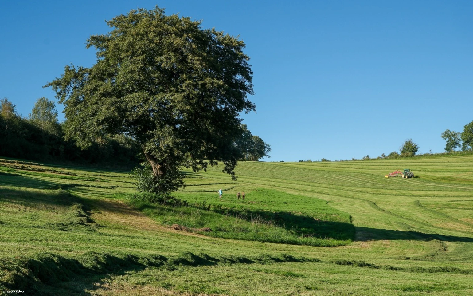 Schwarz-Erle in Balve-Garbeck