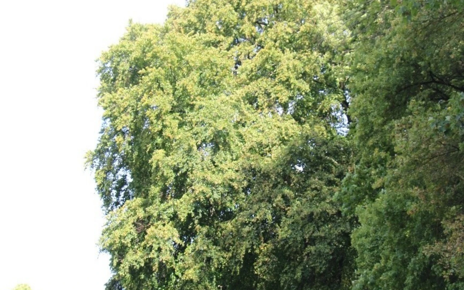 Rotbuche in Hemer