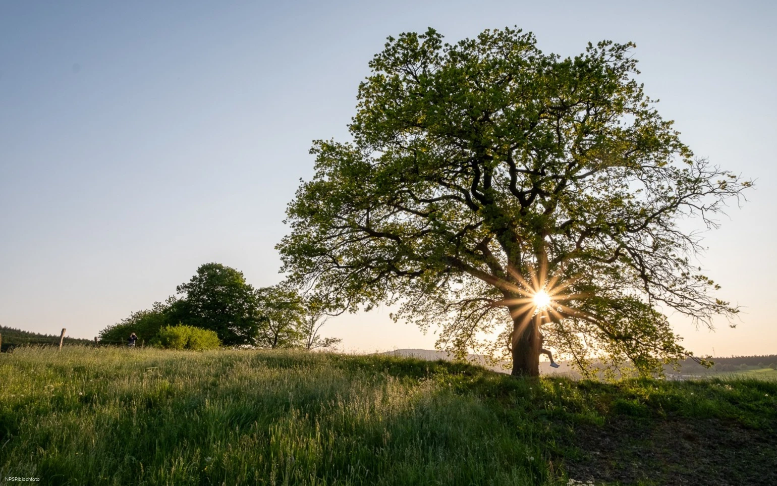 Stieleiche Schmallenberg-Grafschaft
