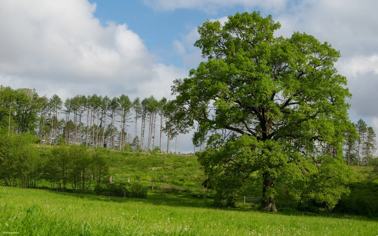 Eiche Hemer, Gut Bäingsen
