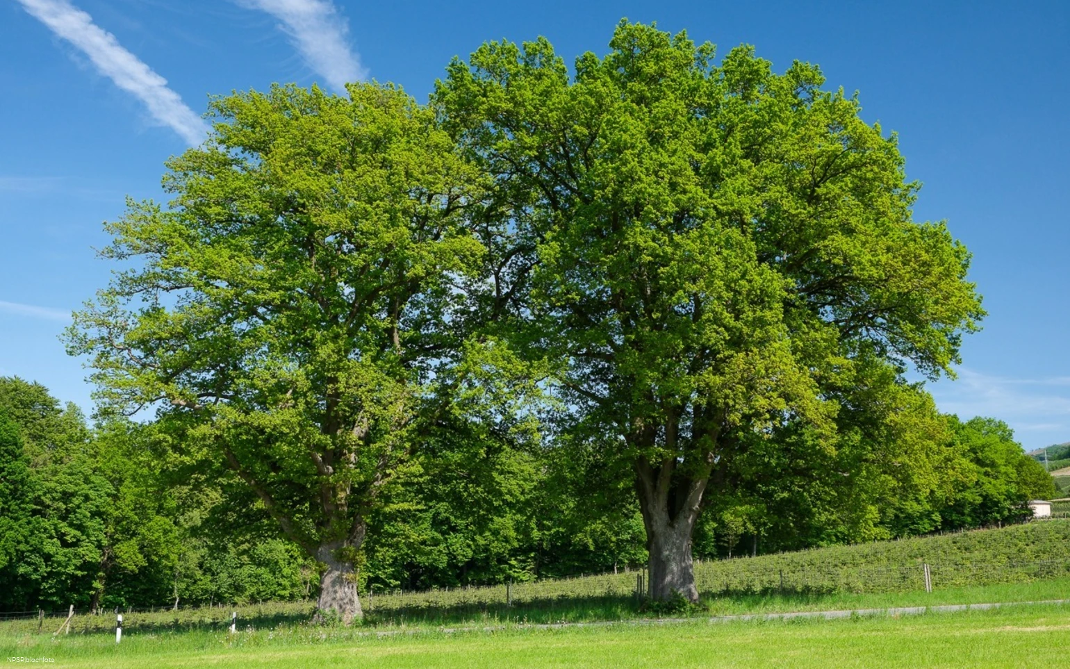 Stieleiche Bestwig-Heringhausen