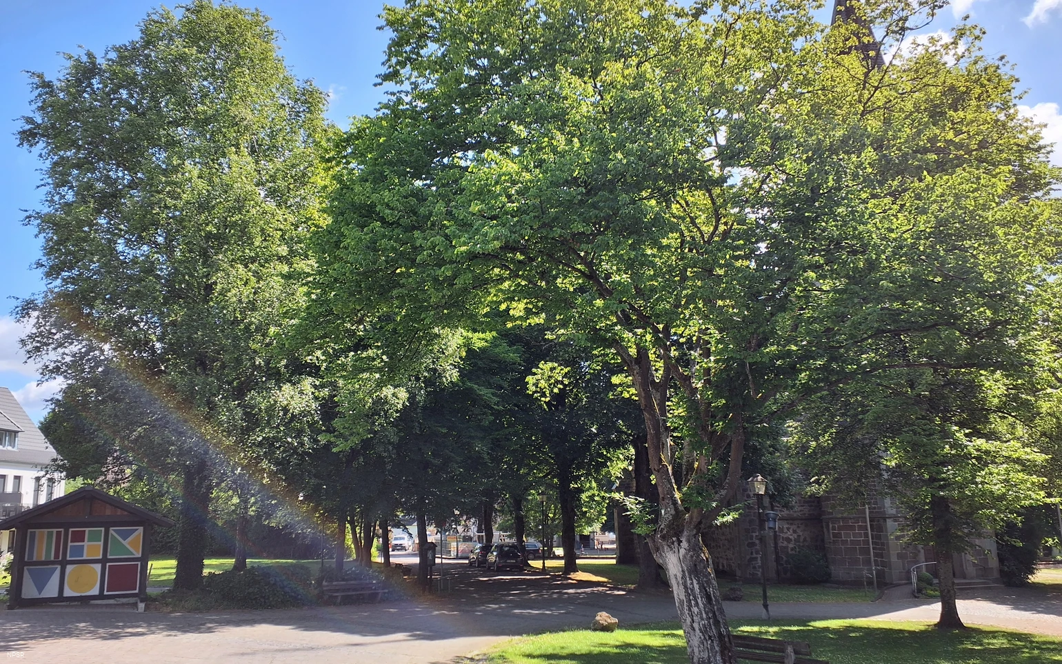 Hainbuche in Sundern-Endorf
