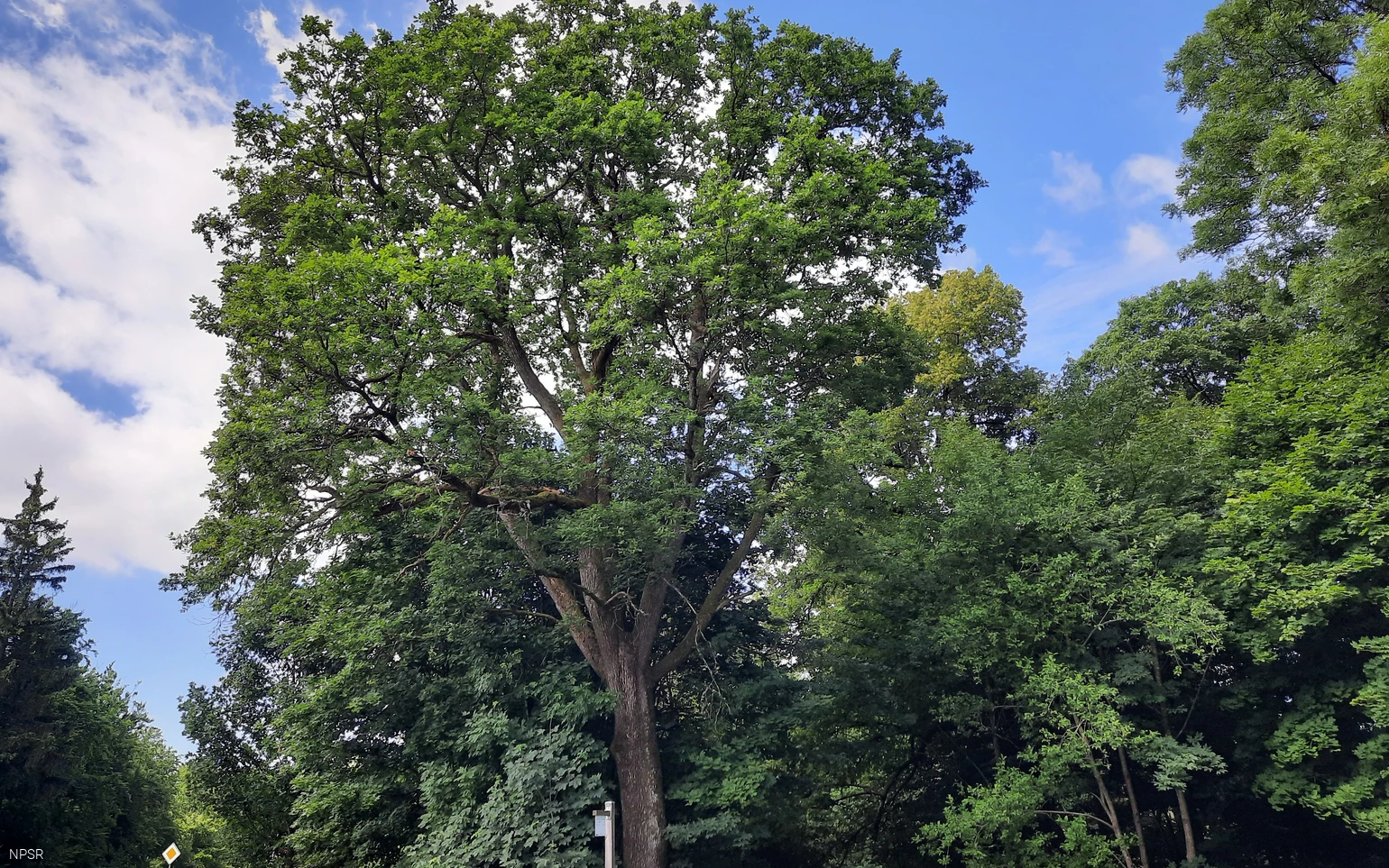 Grenzbaum mit Geschichte - die Kronprinzeneiche