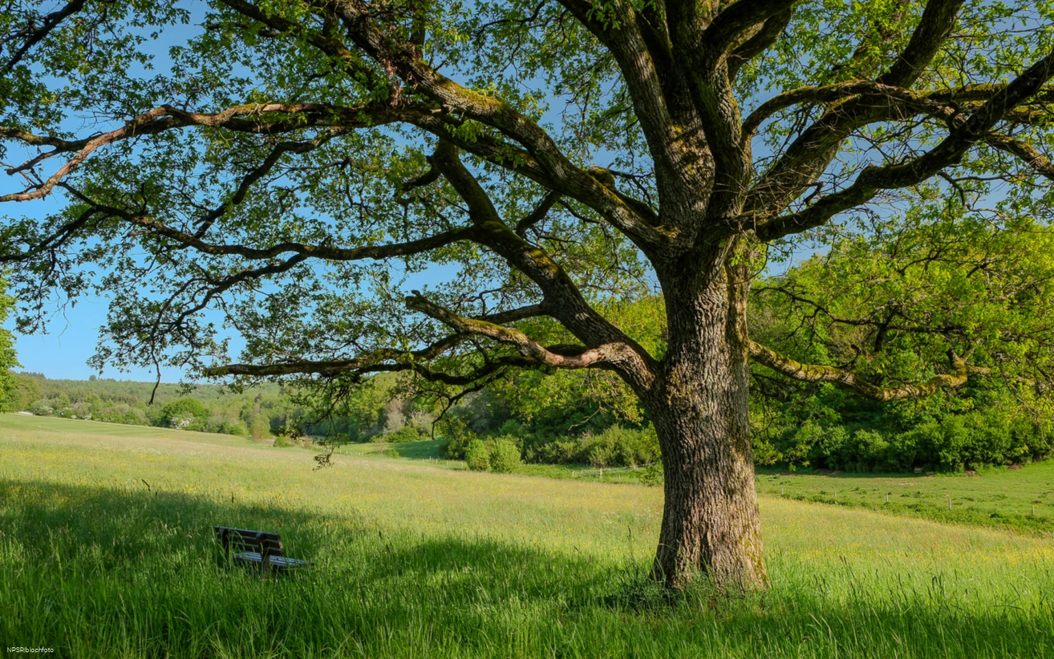 Eiche am Golfplatz im Berghäuser Tal
