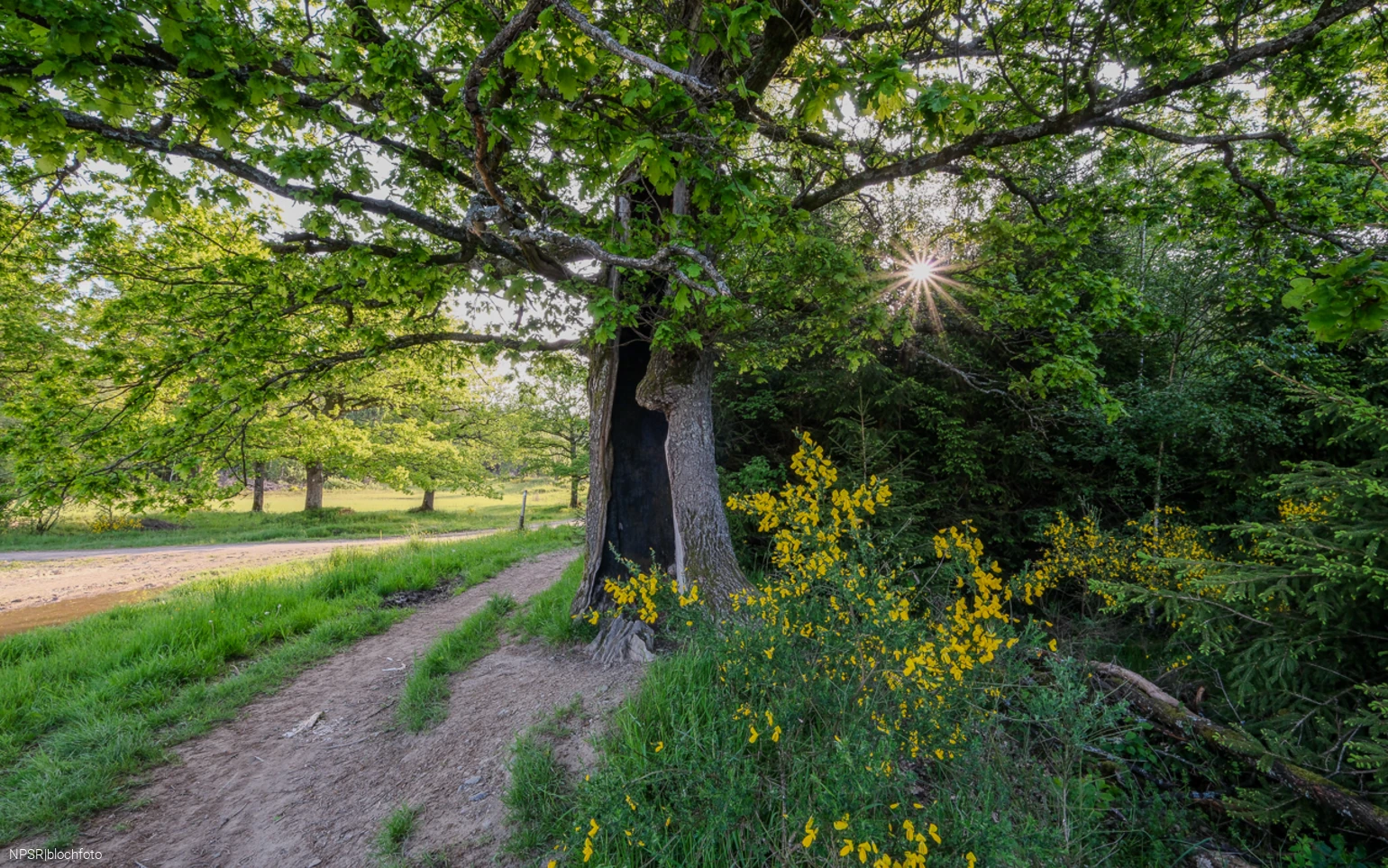Eiche auf der Trupbacher Heide