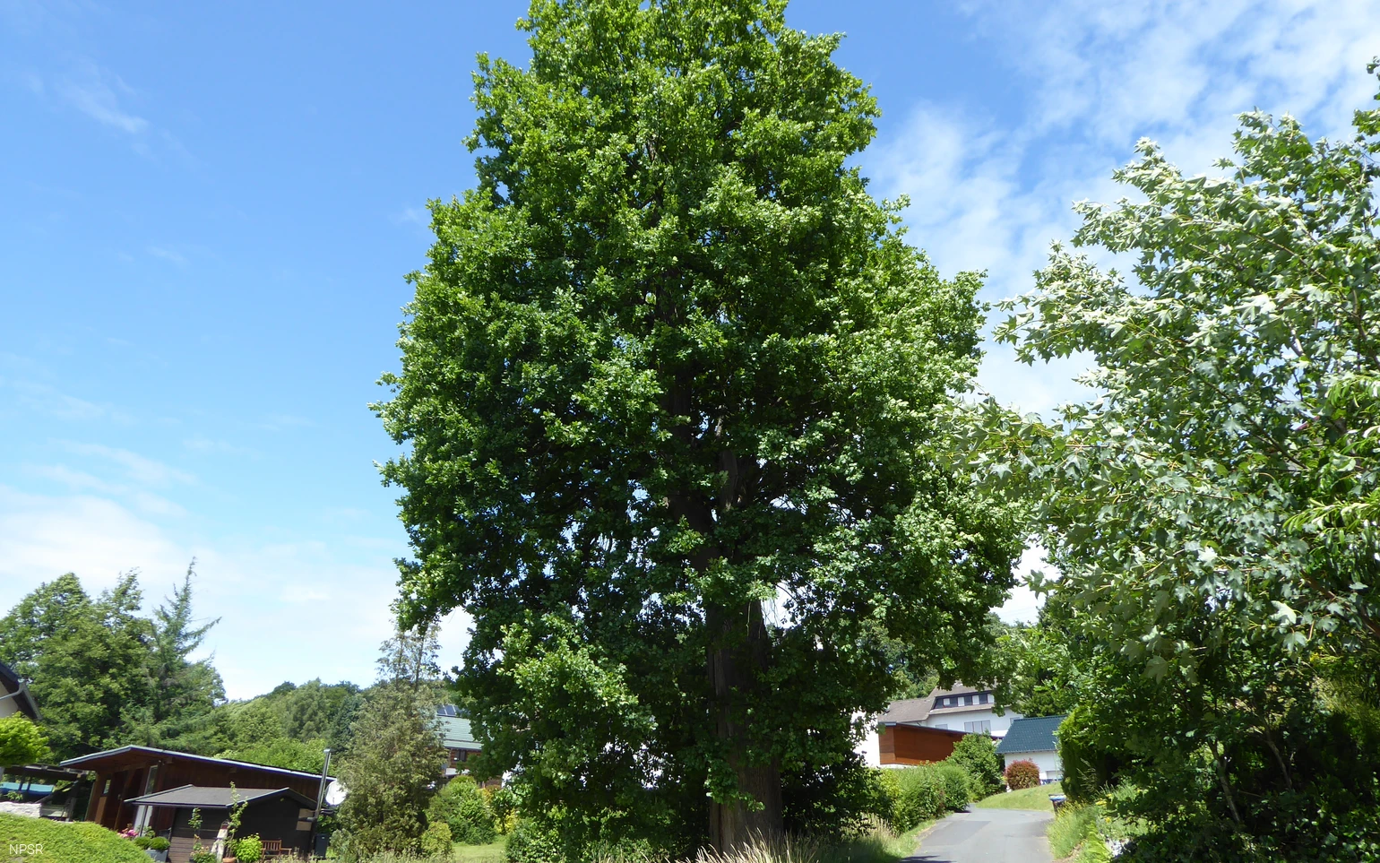 Die Backeseiche in Oberheuslingen