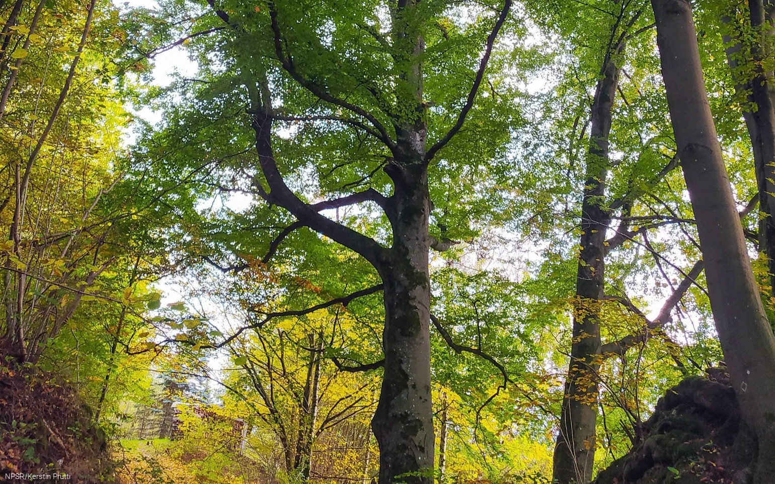 Wie dick der Stamm ist lässt sich auf dem Bild nur erahnen.