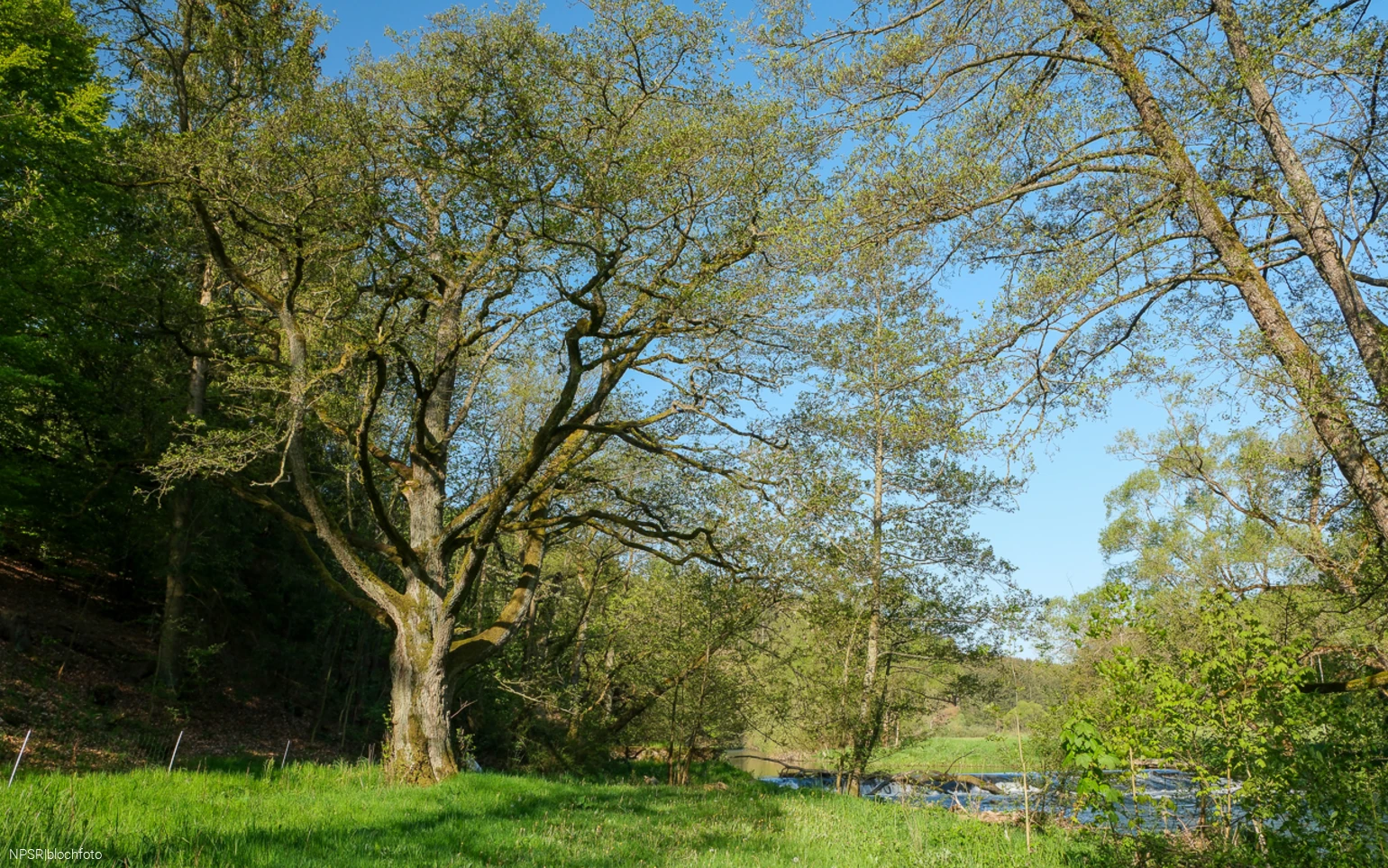 Schwarzerle in der Ederaue
