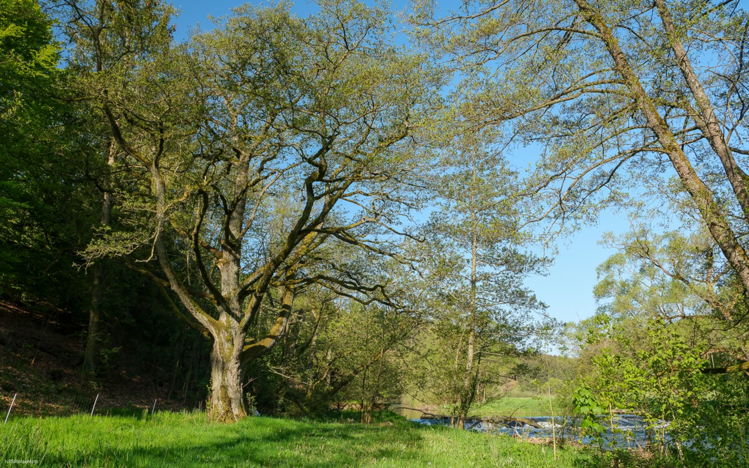 Schwarzerle in der Ederaue