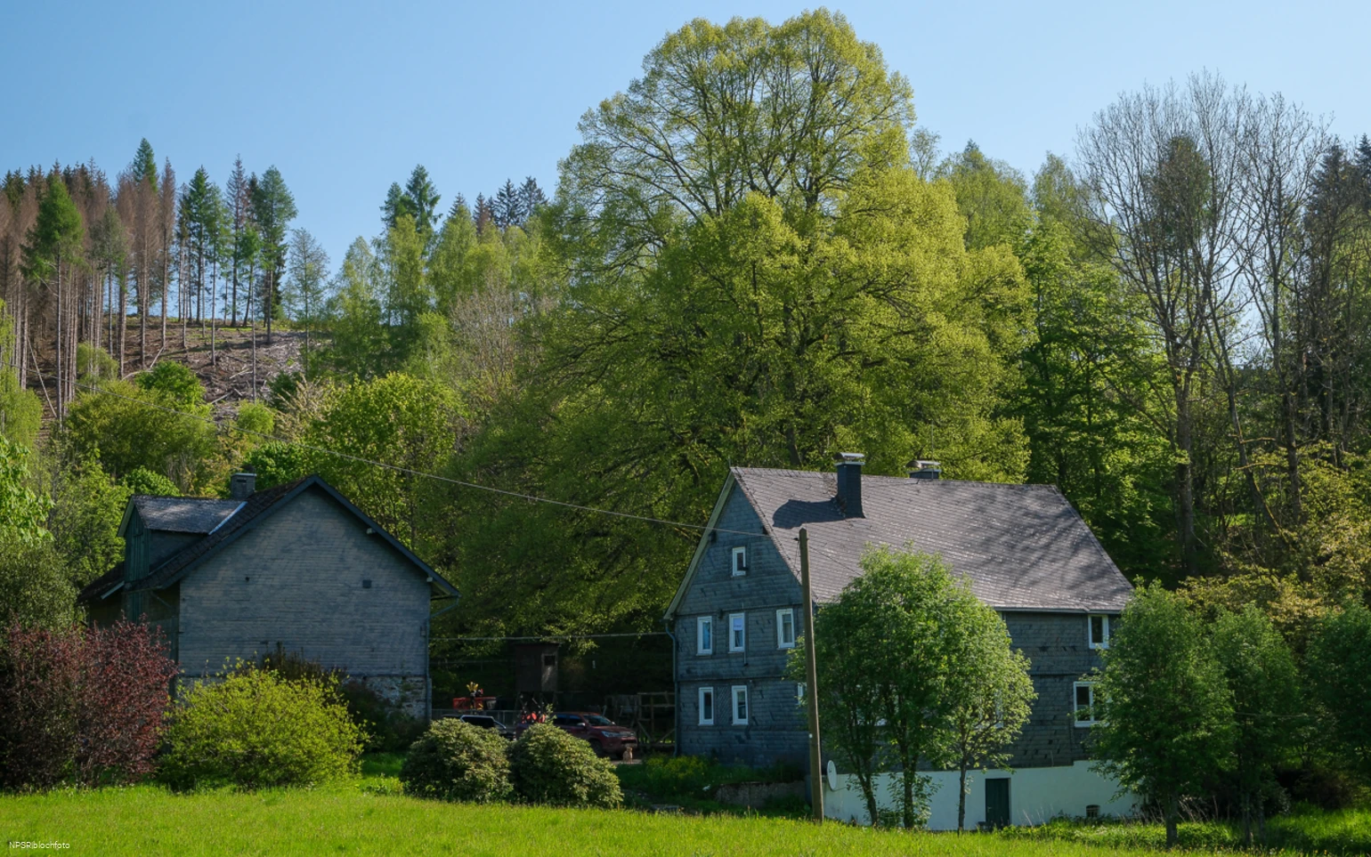 Weithin sichtbar - die Linde am Forsthaus Hülshof