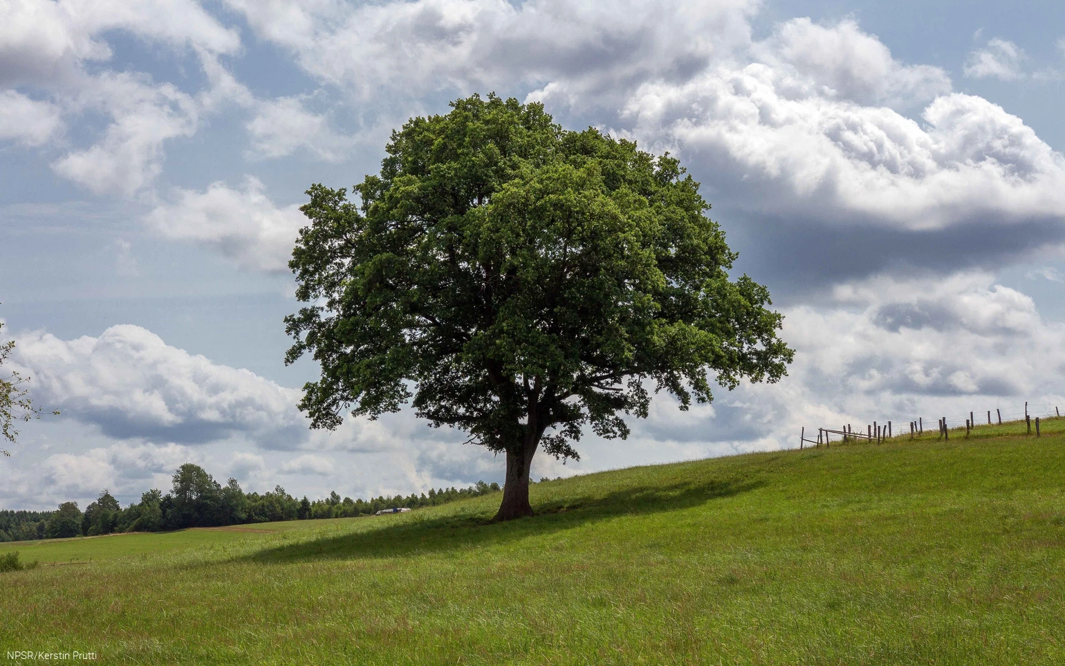 Spendet auch heute noch dem Vieh Schatten - unser Generationenbaum in Altenwenden