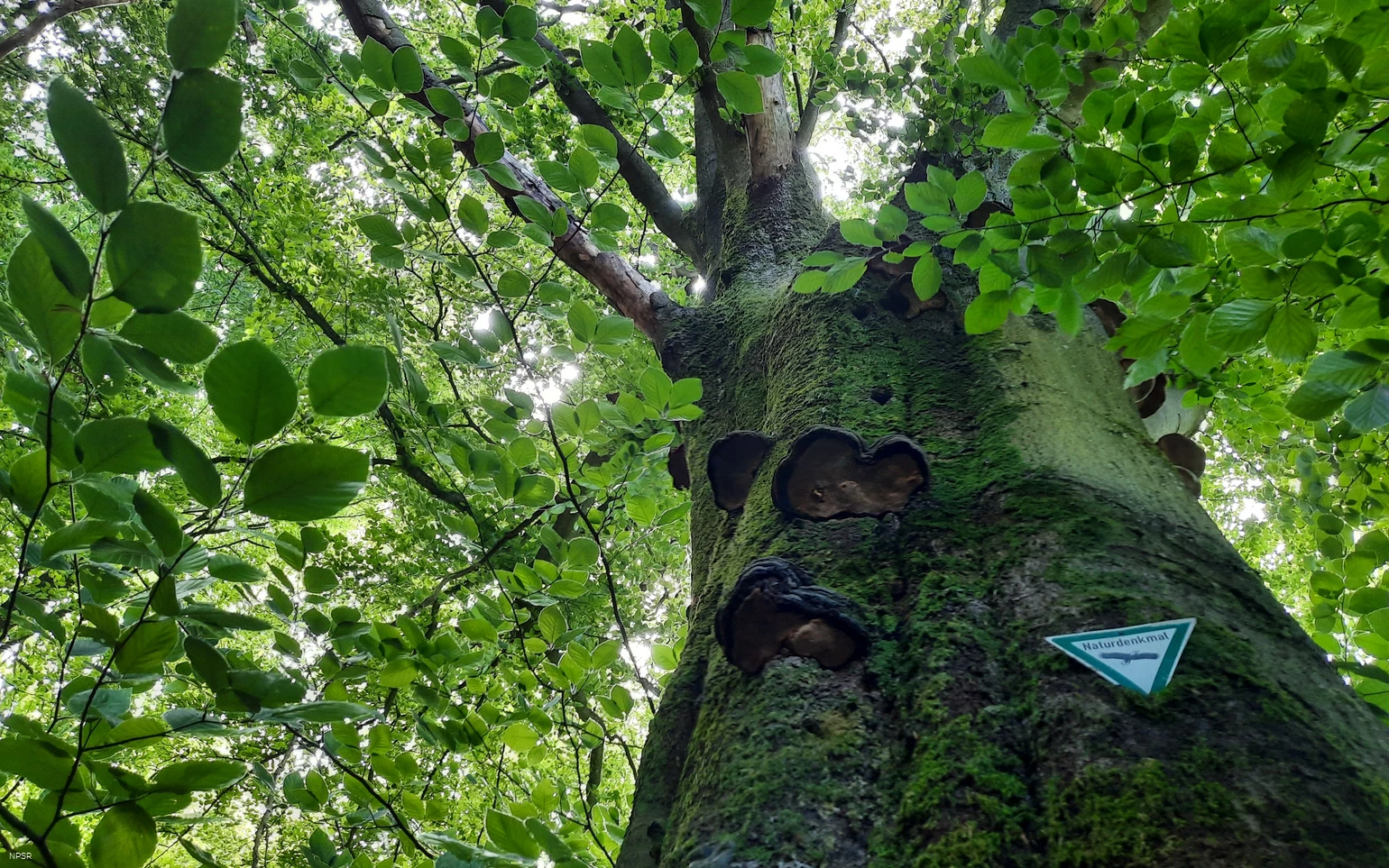 Rotbuche an der Leimbachquelle