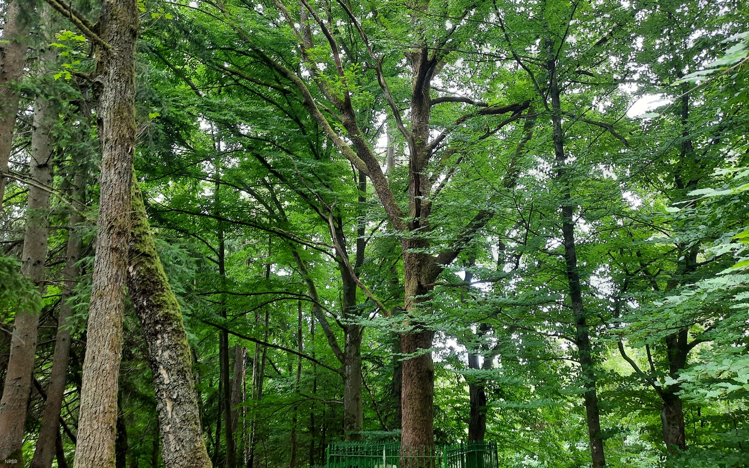 Friedrich-Vorlaender-Eiche in Allenbach