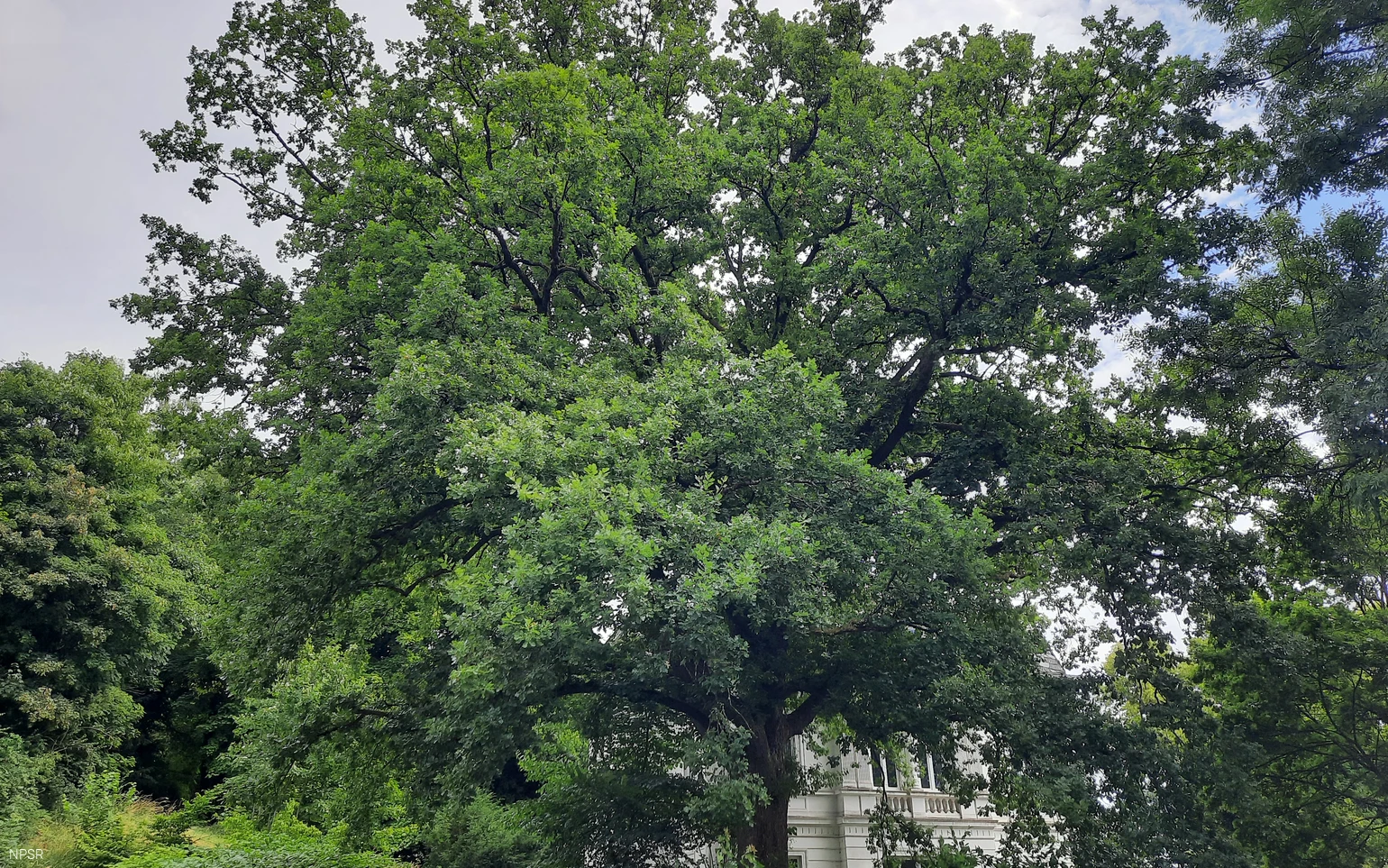 Naturdenkmal auf einem Privatgrundstück in Hilchenbach