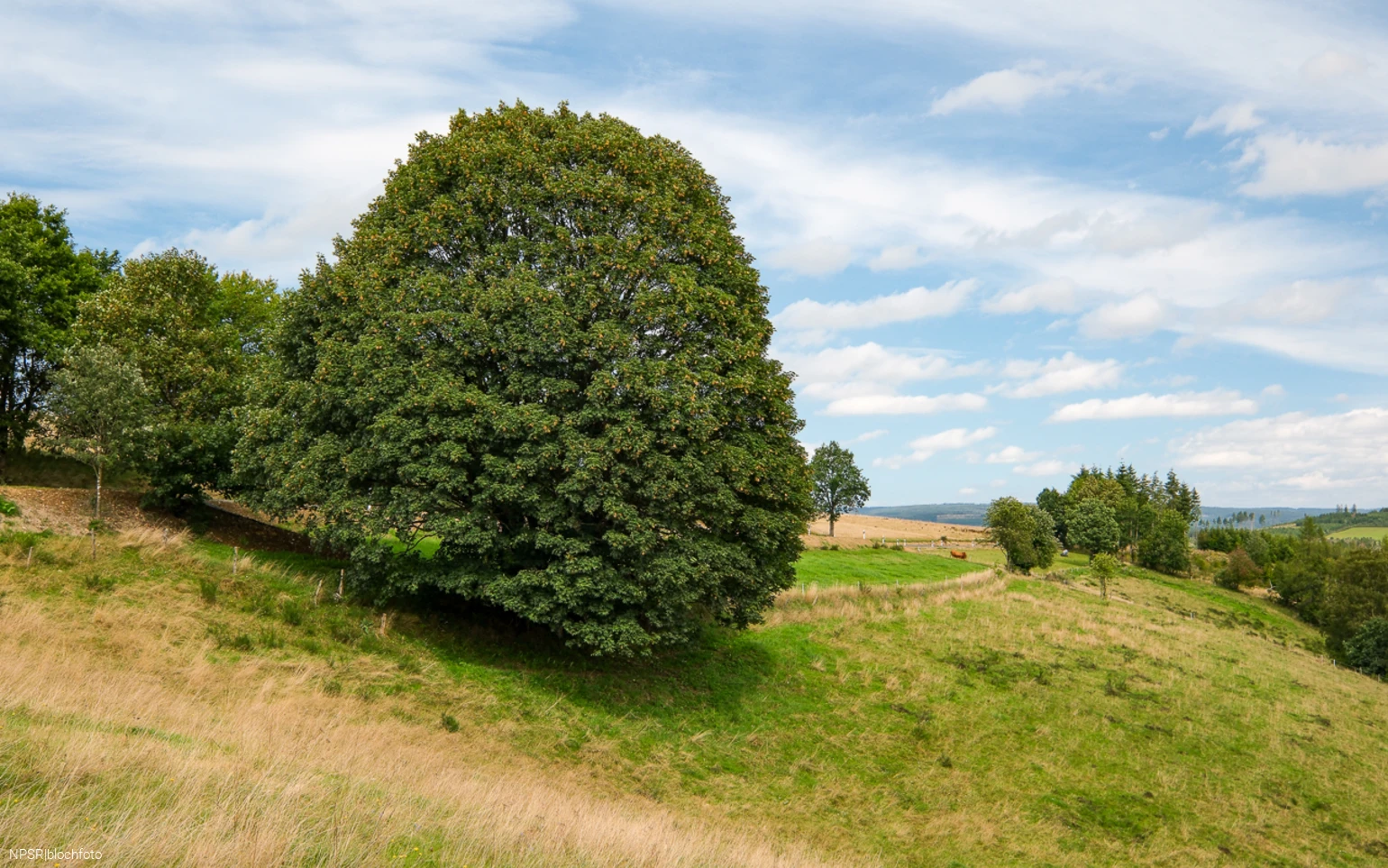 Bergahorn im Erndtebrücker Ortsteil Balde